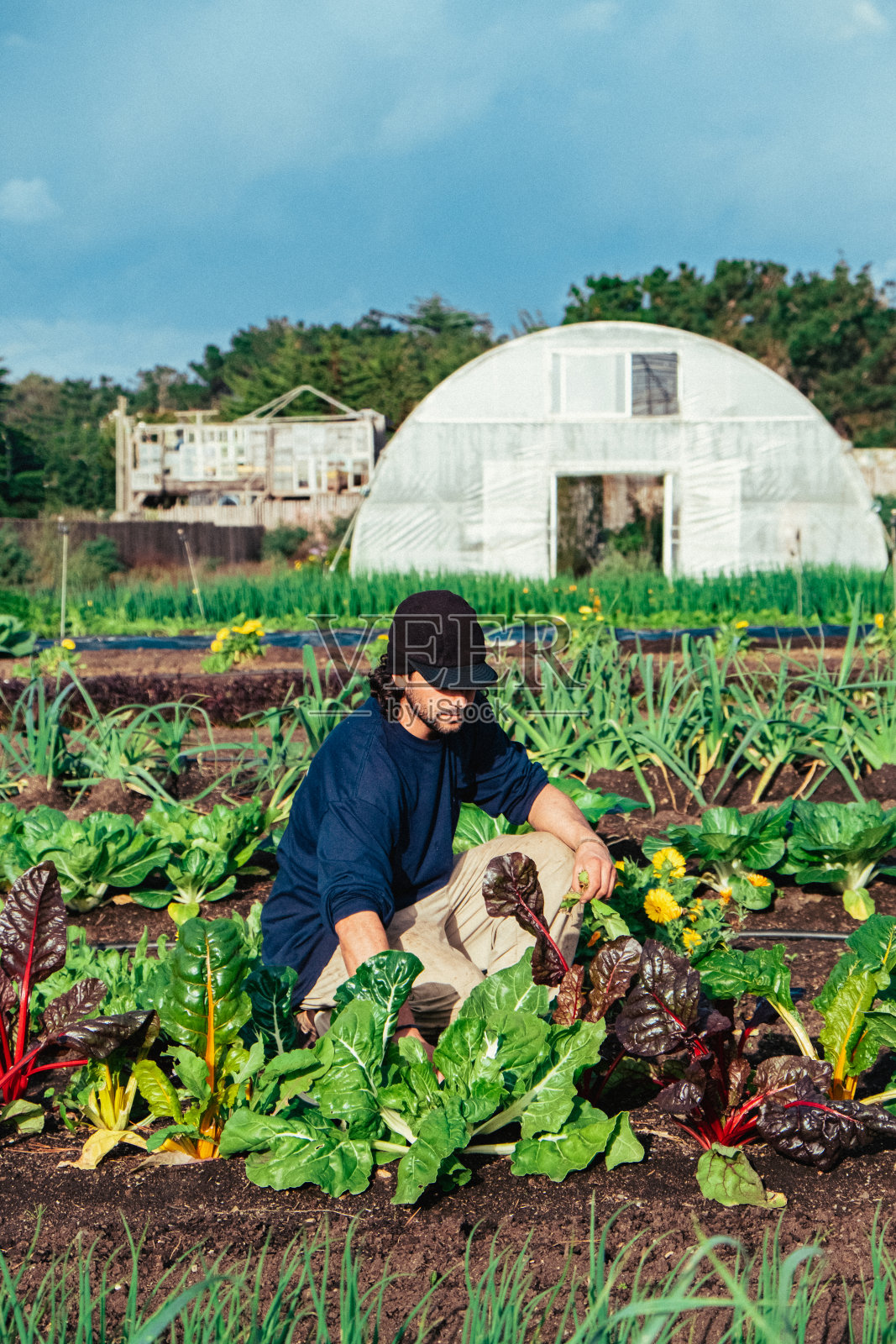 农民在菜园工作,有机和天然的食物,新鲜的蔬菜,温室。照片摄影图片