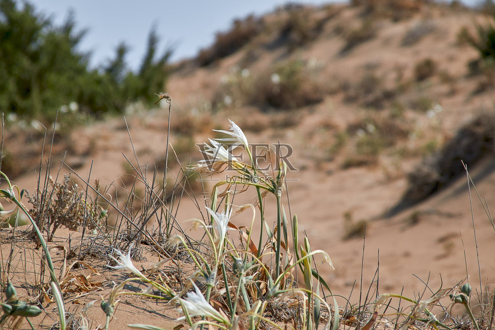 白色沙丘水仙花,拉丁名水仙花照片摄影图片