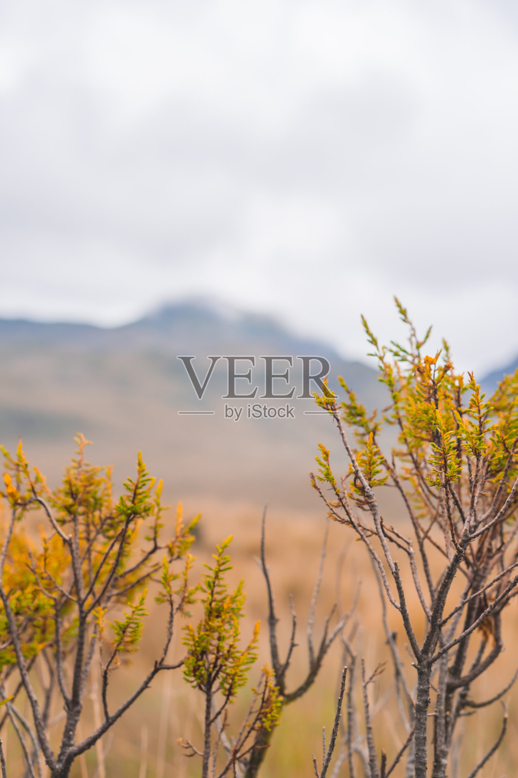 山上植被生长的垂直镜头照片摄影图片