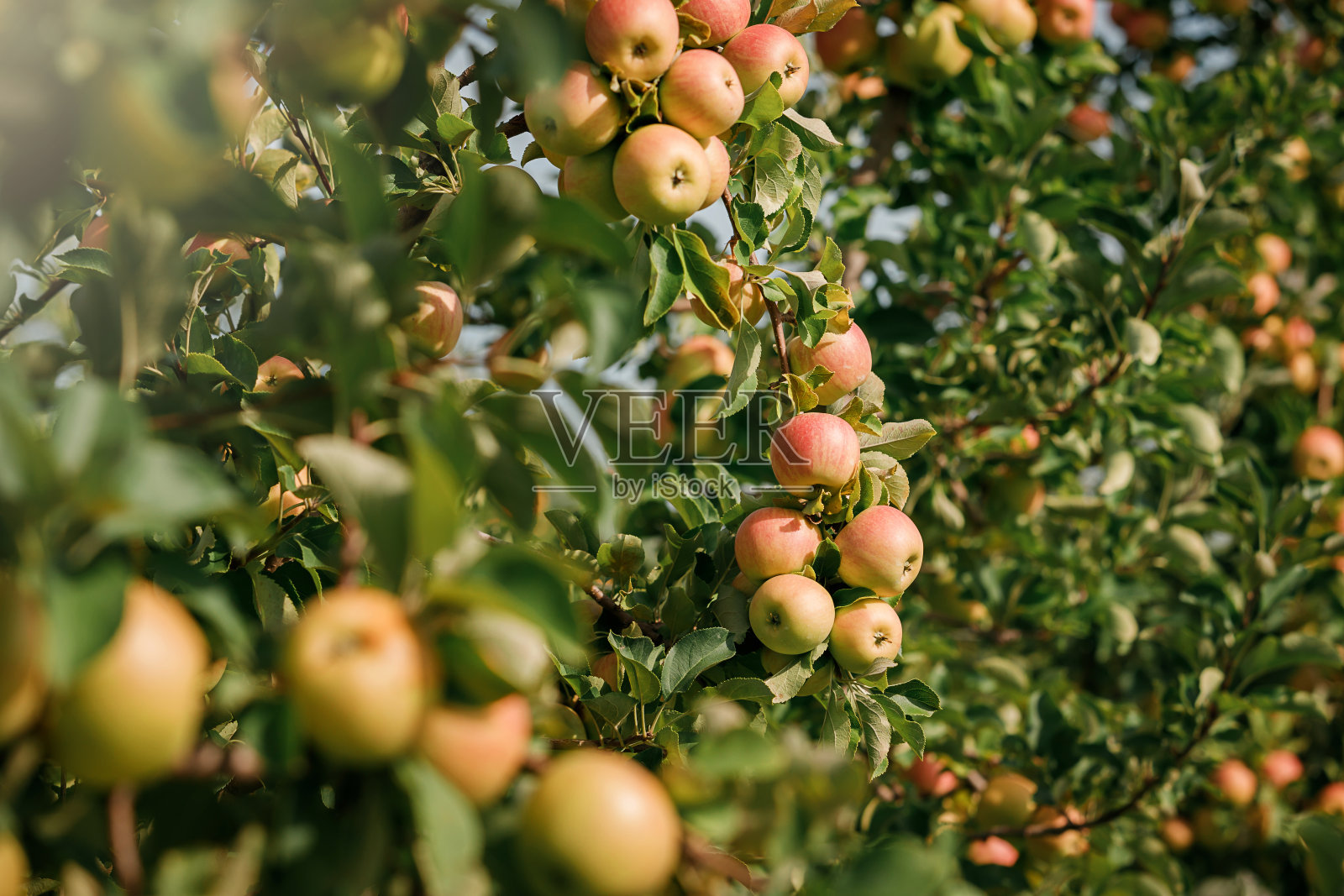 花园里的树枝上挂着许多颜色鲜艳、成熟多汁的苹果,等待秋天的收获。苹果园照片摄影图片