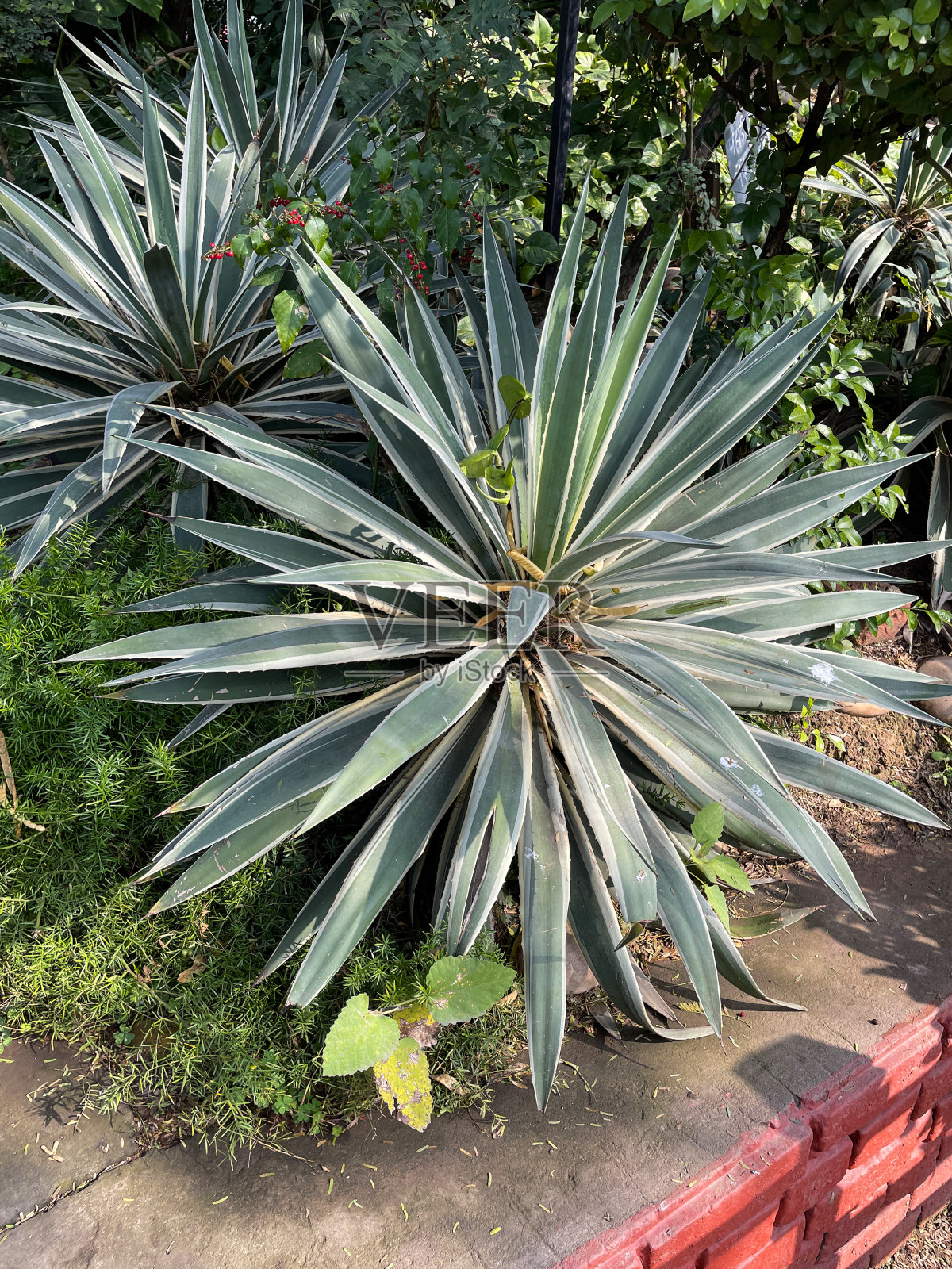 公园热带植物边界的特写图像,热带花坛中的斑丝兰标本,关注前景照片摄影图片