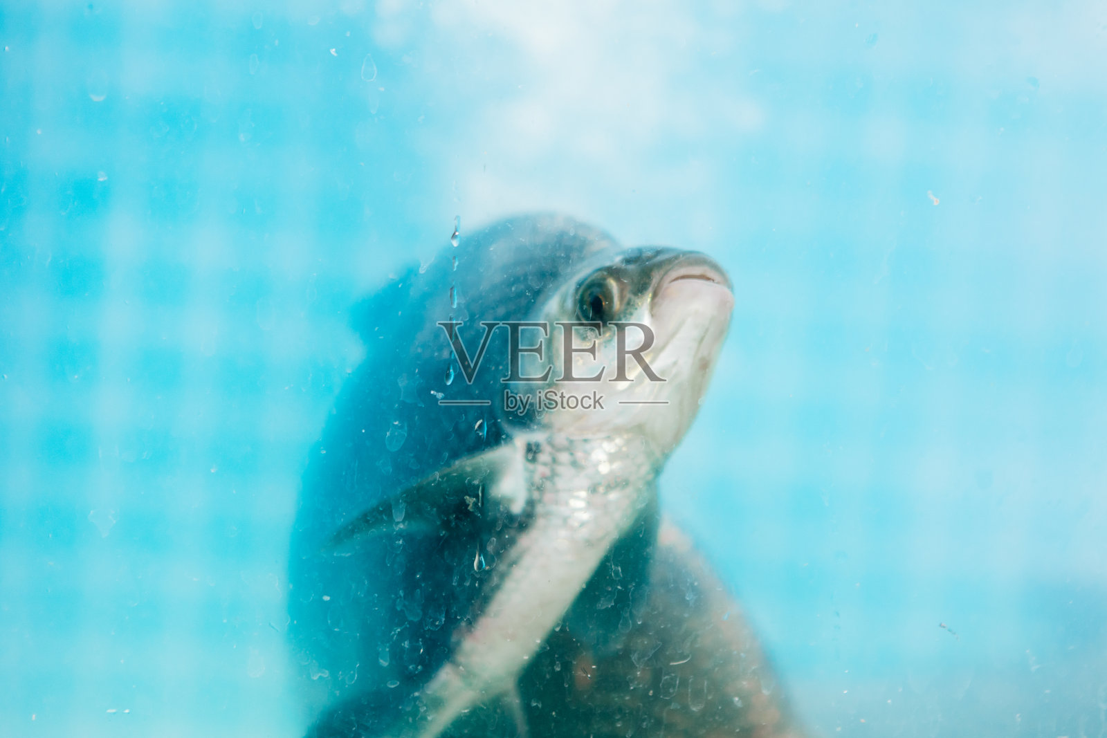 鱼市上卖的鱼照片摄影图片