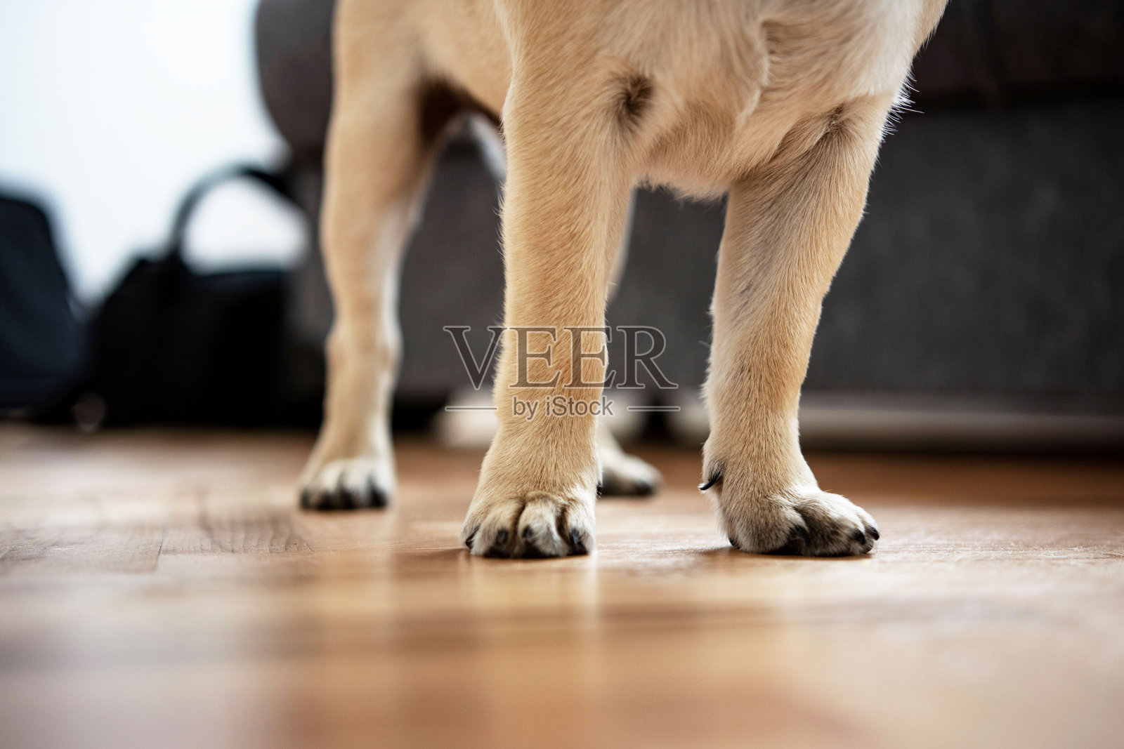 可爱的小狗哈巴狗吃东西招待米照片摄影图片