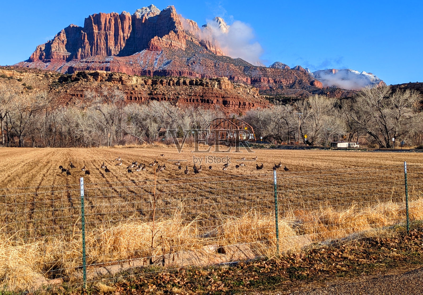 锡安国家公园和犹他州洛克维尔市洛克维尔桥附近的冬季田野,鹅在苜蓿地里觅食照片摄影图片