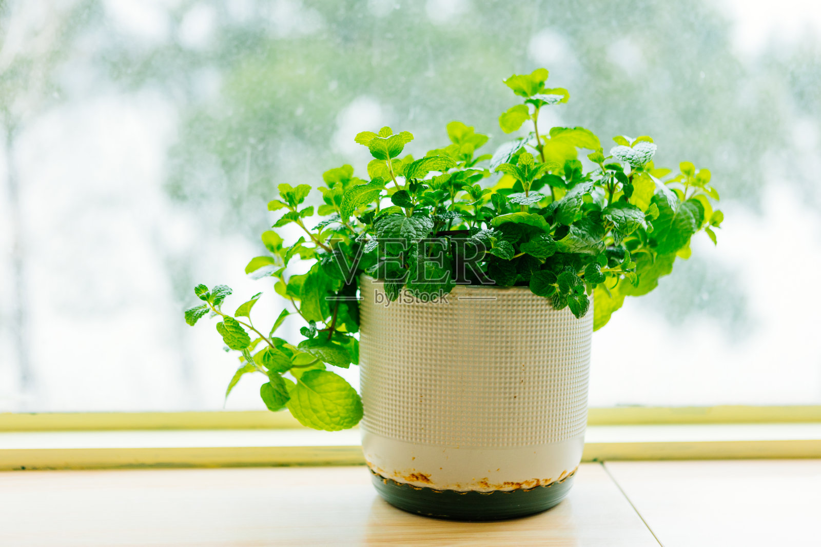 桌子上绿色植物的背景是窗户照片摄影图片
