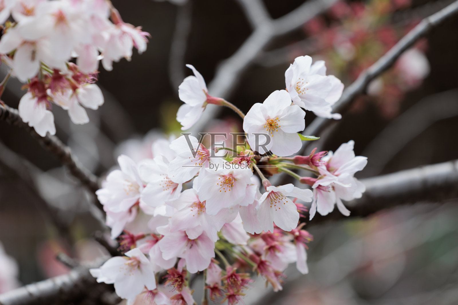 樱花照片摄影图片