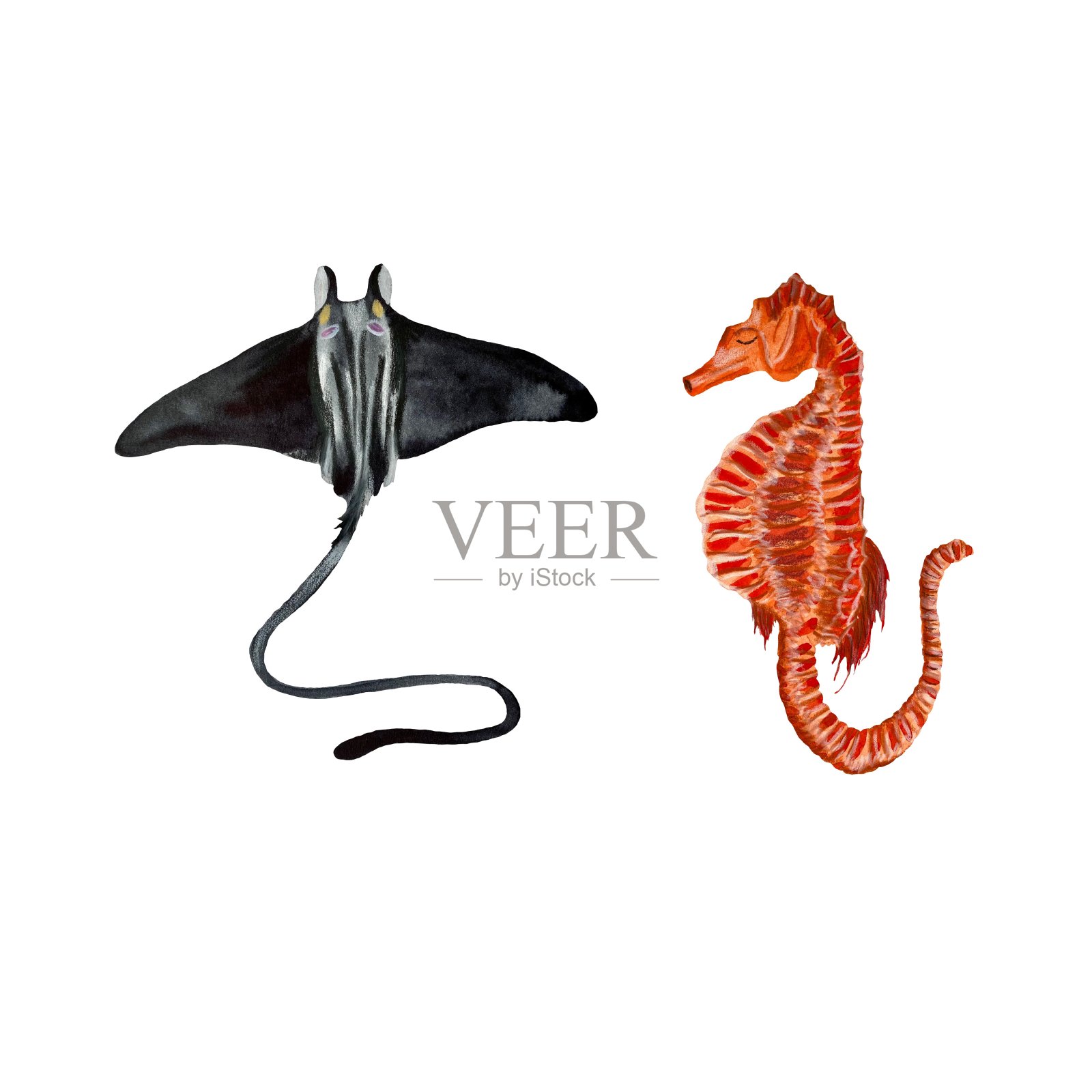 坡海马海海水彩画插图插画图片素材