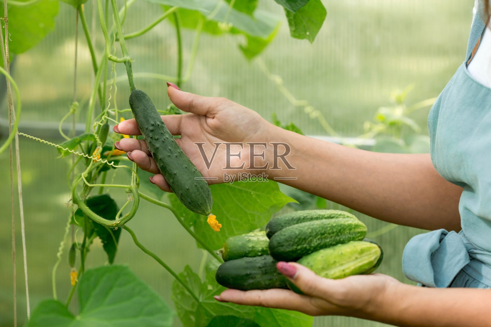 一个穿着棉围裙的农民在温室里摘黄瓜。照片摄影图片