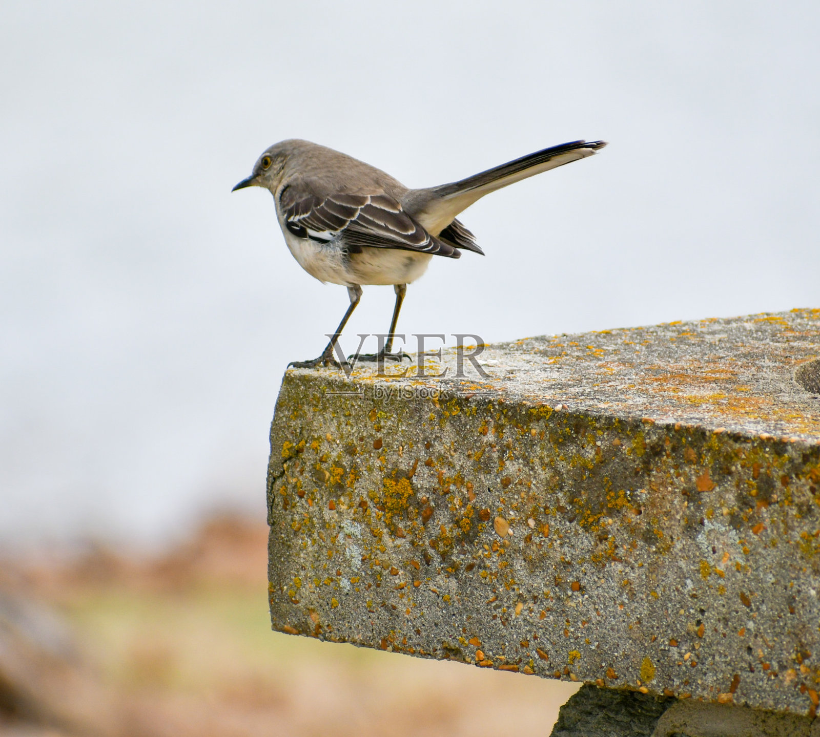 鸟栖息照片摄影图片