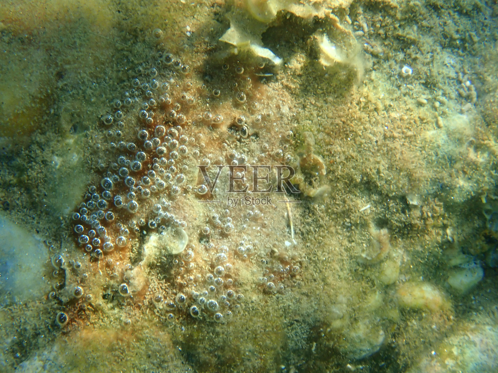 Сlump of Cyanobacteria close-up, formerly called Blue-green algae (Cyanophyta) undersea, Aegean Sea照片摄影图片