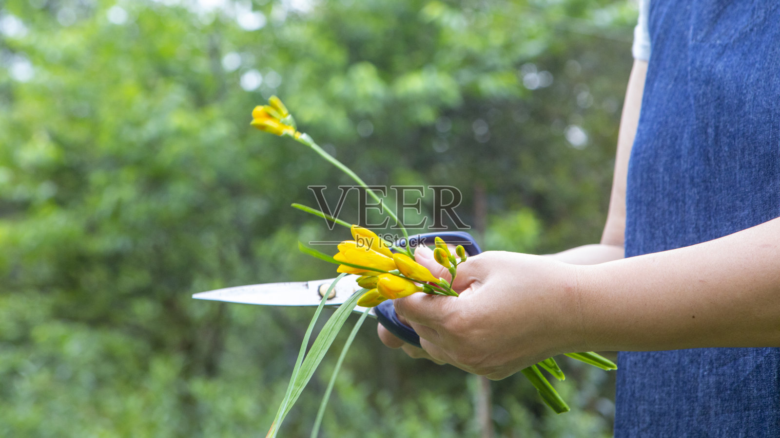 春天,花坛,花开了,黄了,小苍兰照片摄影图片