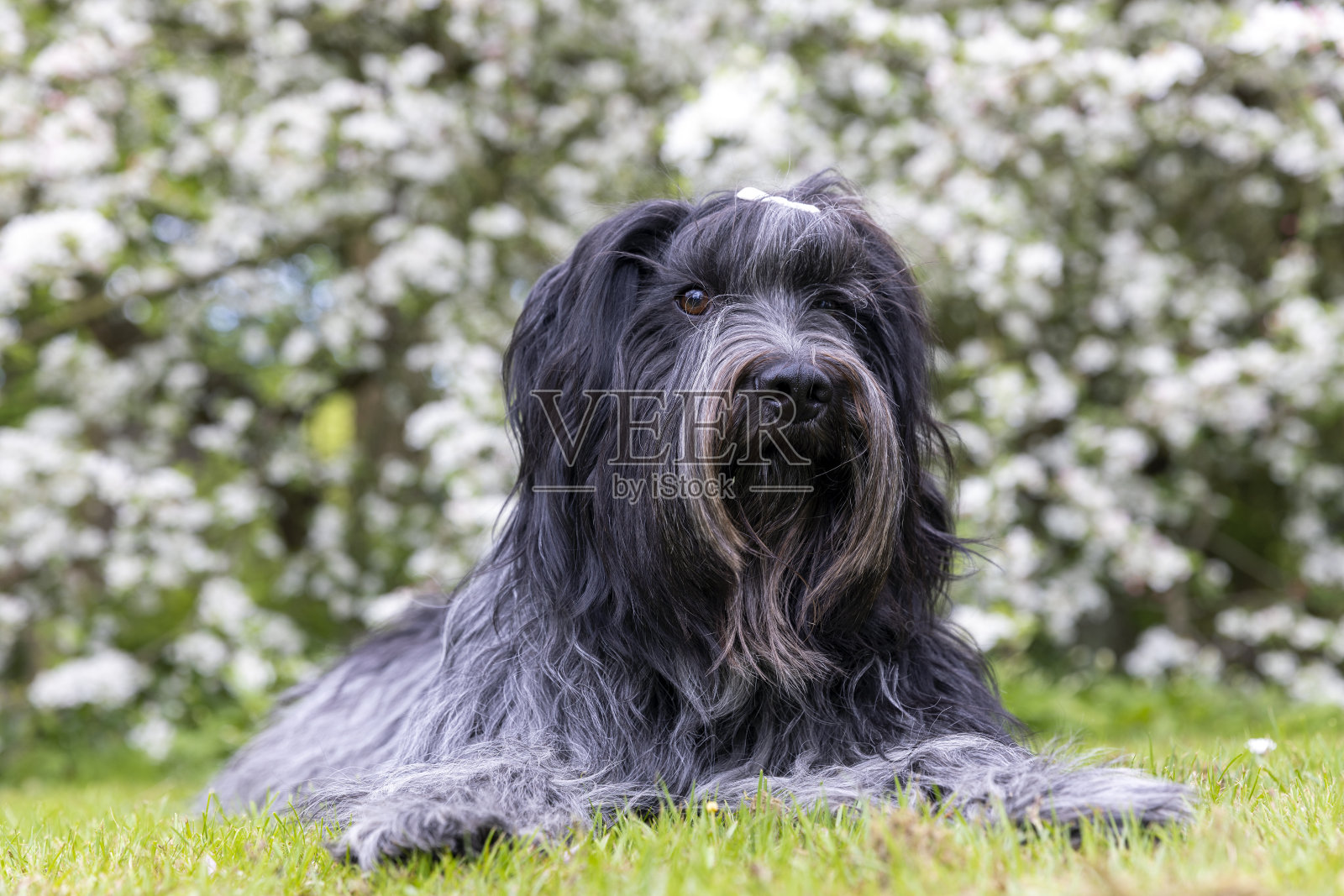 一只荷兰牧羊犬在花园里的草地上照片摄影图片