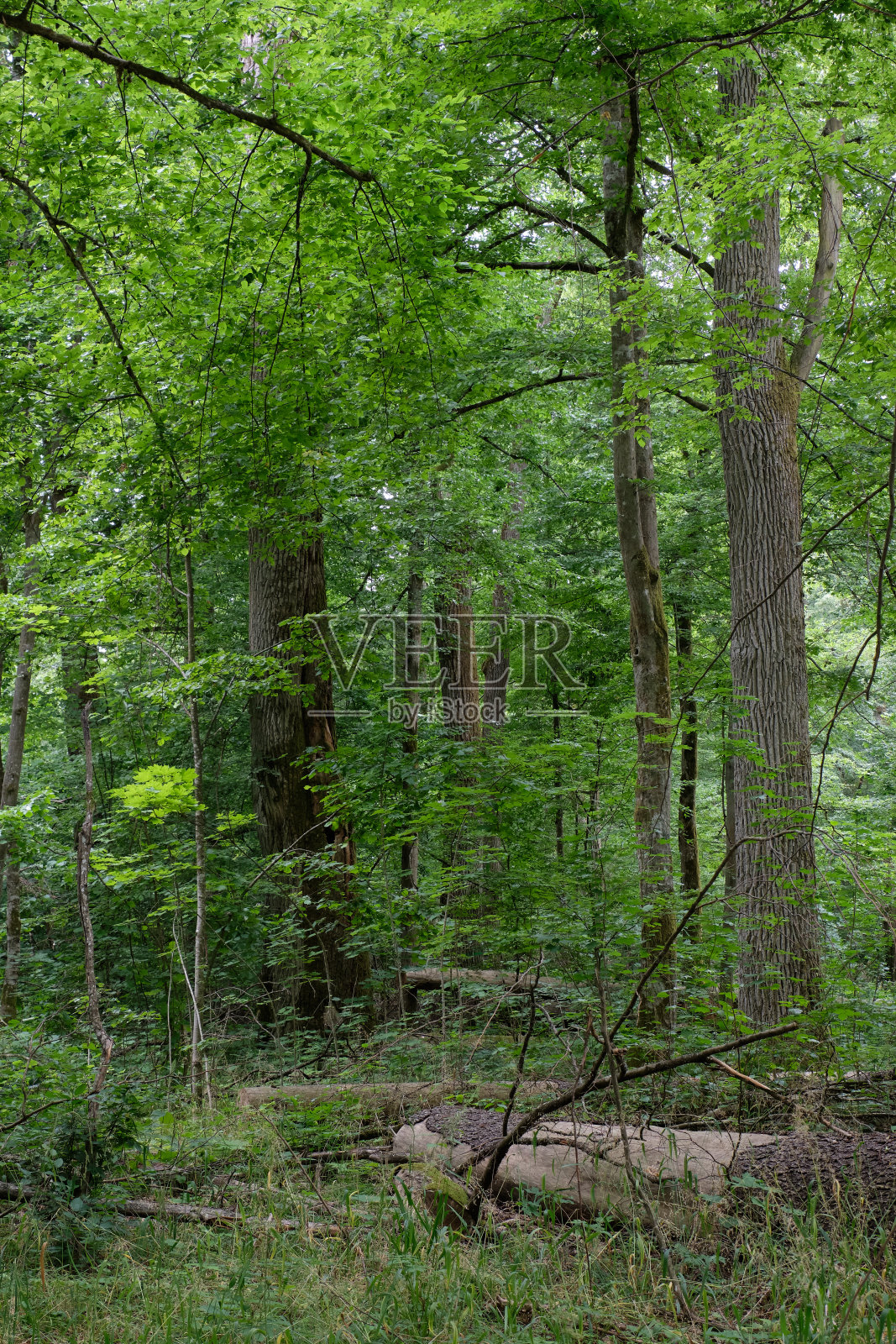 夏季落叶林立,老树林立照片摄影图片