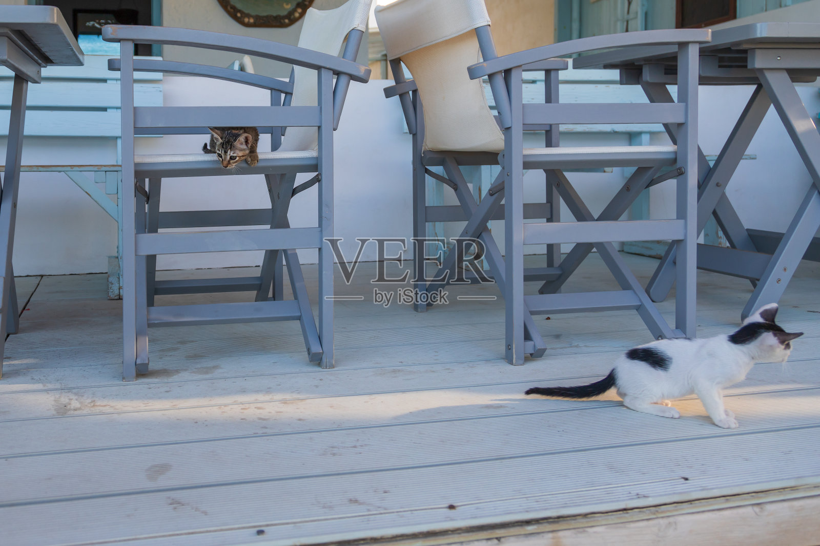 野猫和小猫在房子前面。照片摄影图片