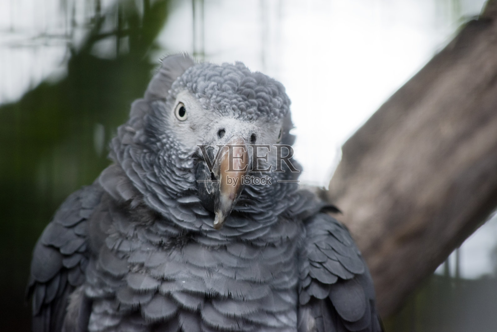 这是一只非洲灰鹦鹉的特写照片摄影图片