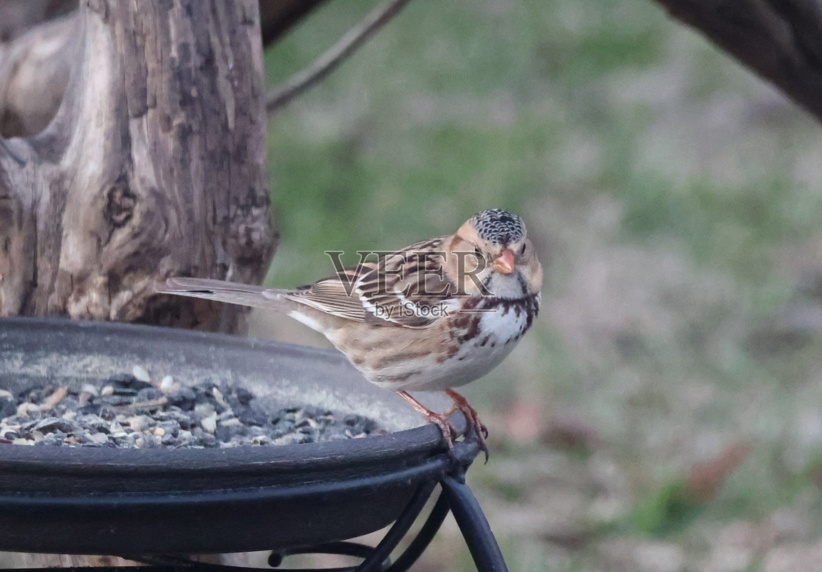 哈里斯麻雀系列-关于喂食器和鲈鱼照片摄影图片