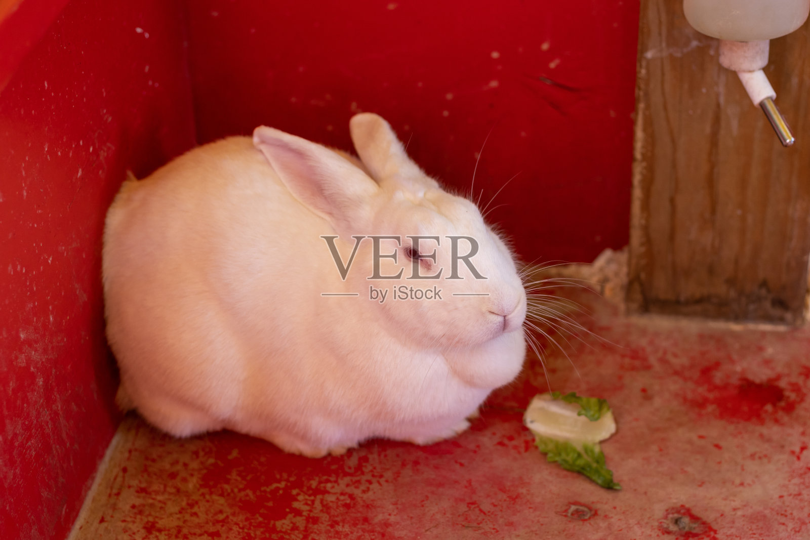 农场里的小白兔照片摄影图片