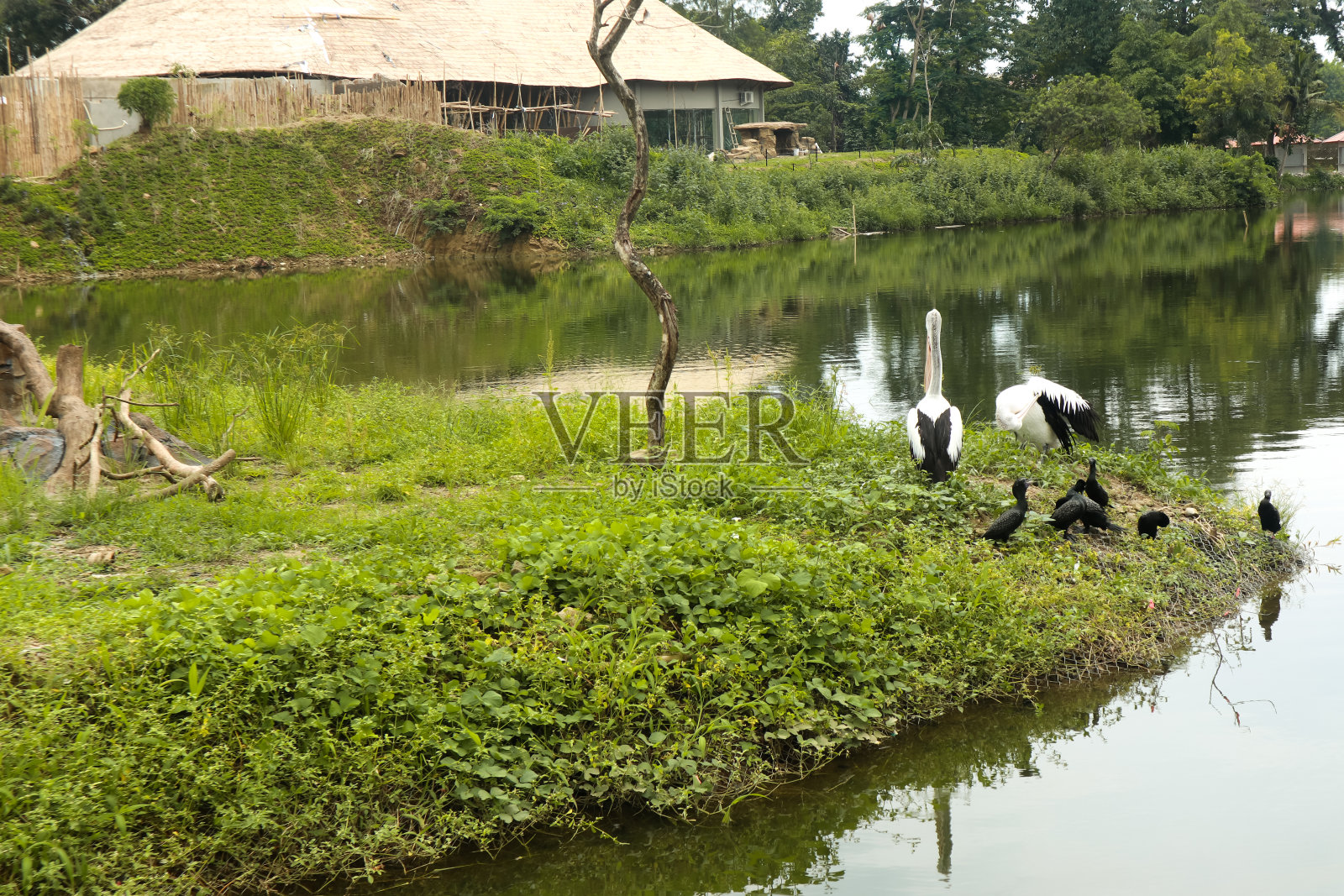 鹈鹕正在湖上晒太阳放松照片摄影图片