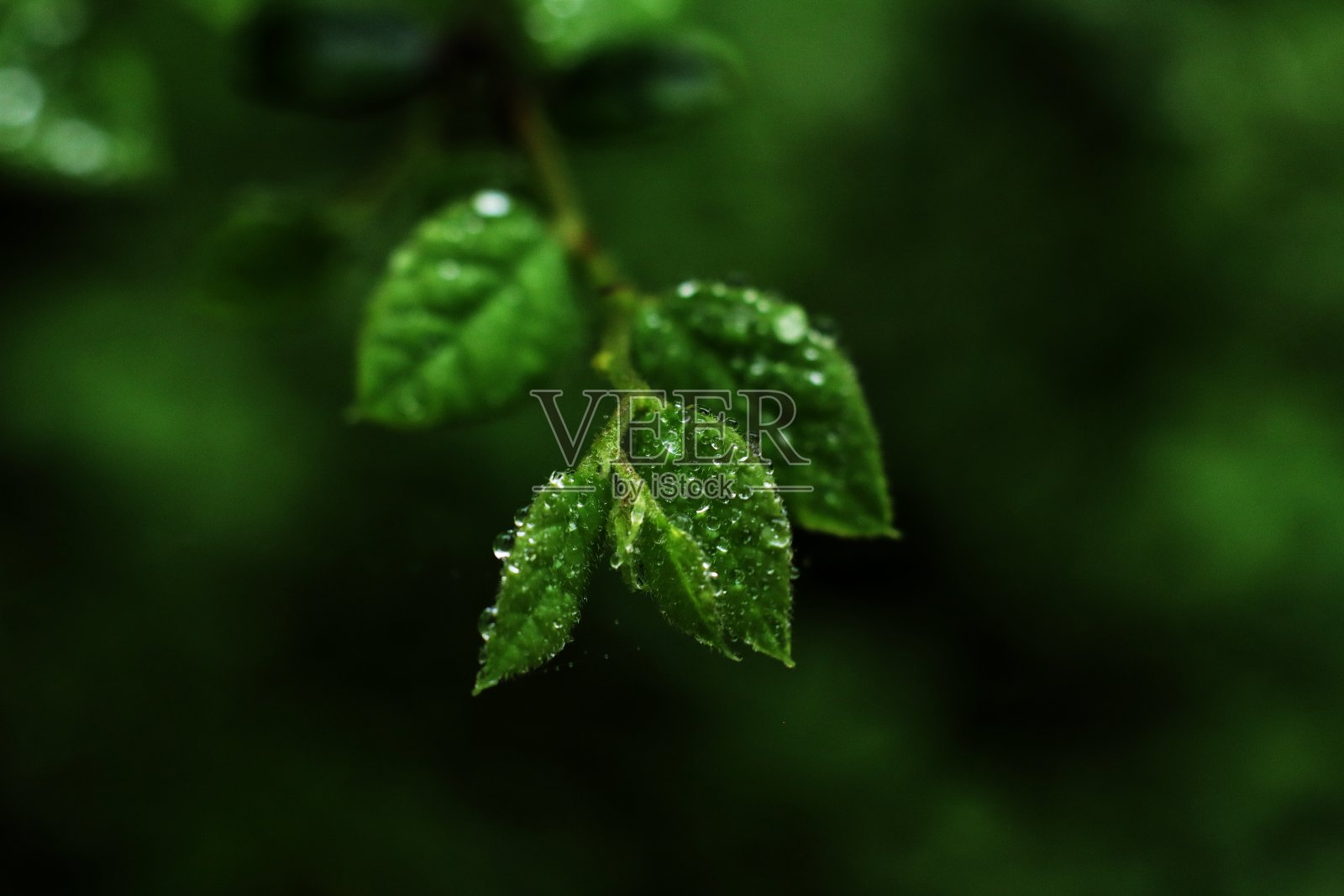 花照片摄影图片