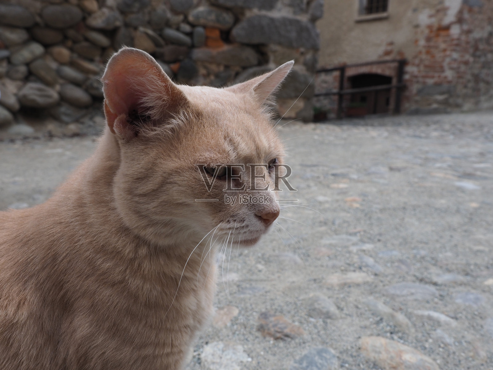 橙斑猫照片摄影图片