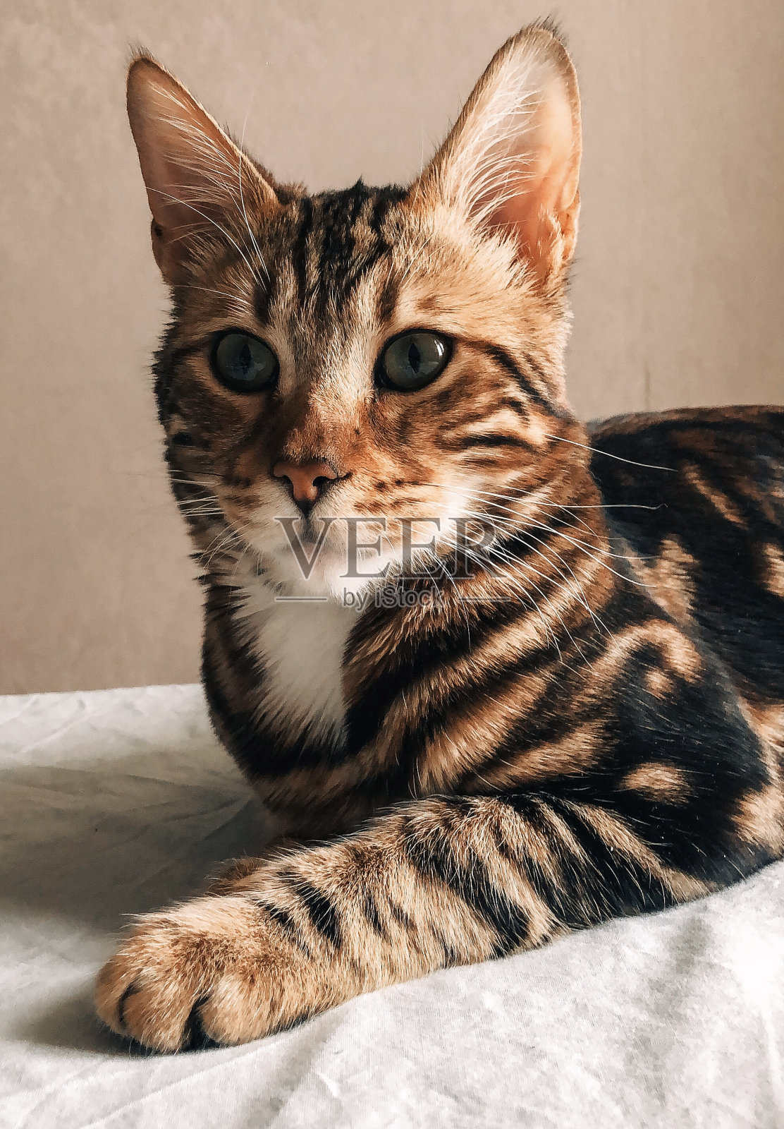 家里的孟加拉猫照片摄影图片