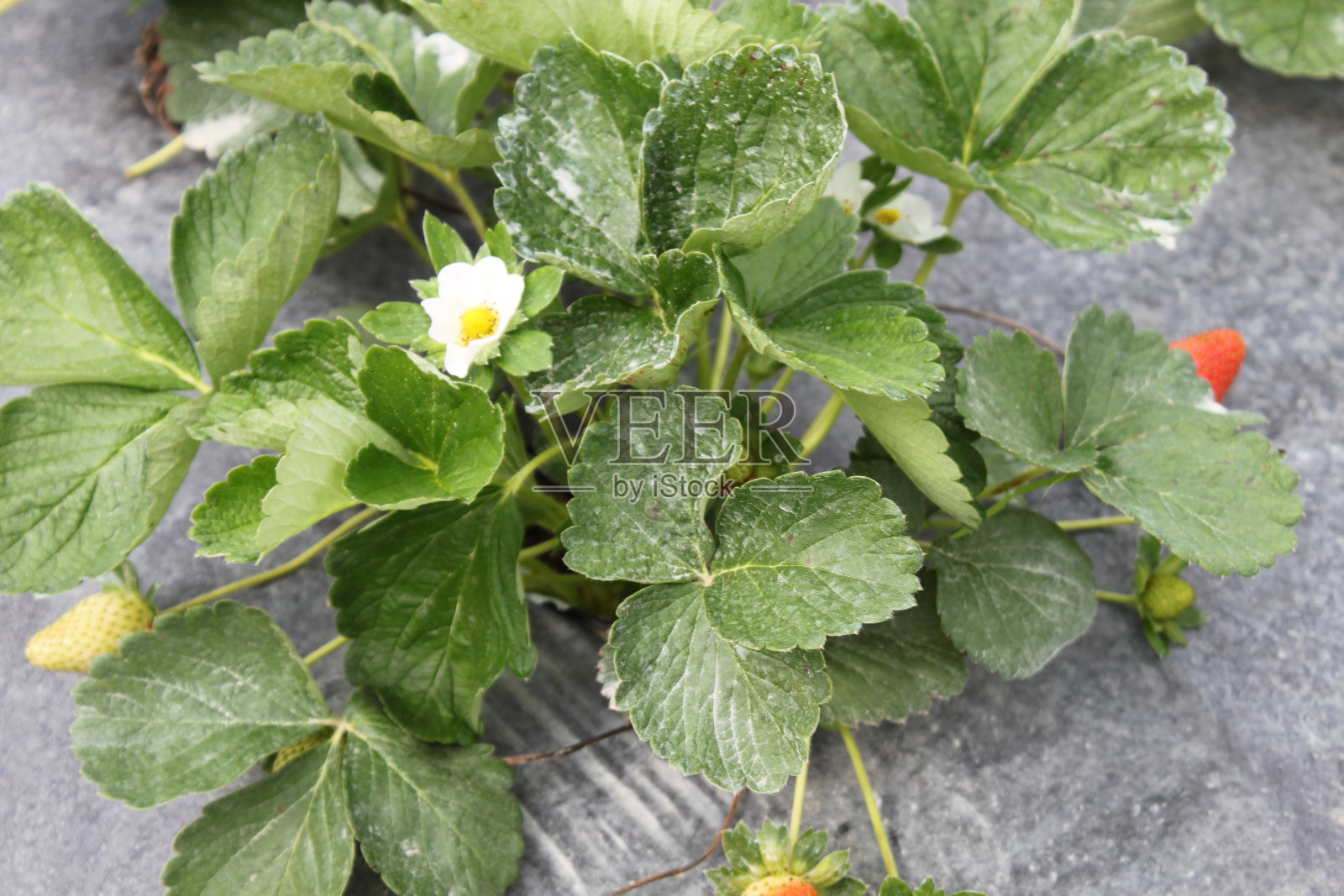 草莓植物照片摄影图片