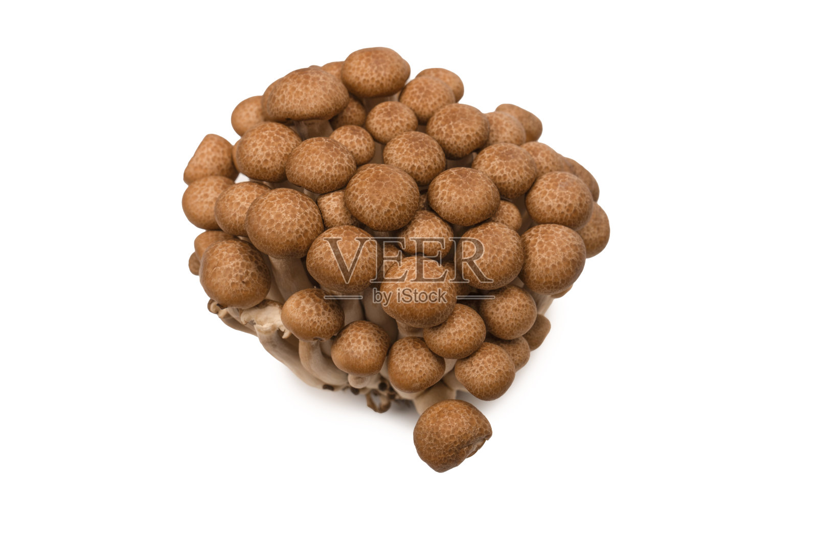 白色背景上的生山毛榉蘑菇。照片摄影图片