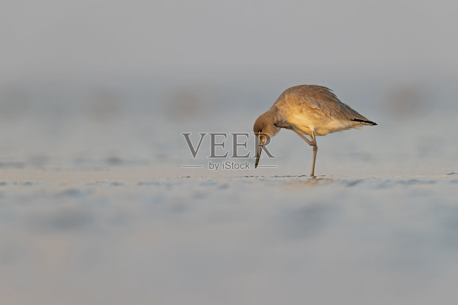在德克萨斯州南帕德雷岛的泥滩上休息和觅食的小雏鸟。照片摄影图片