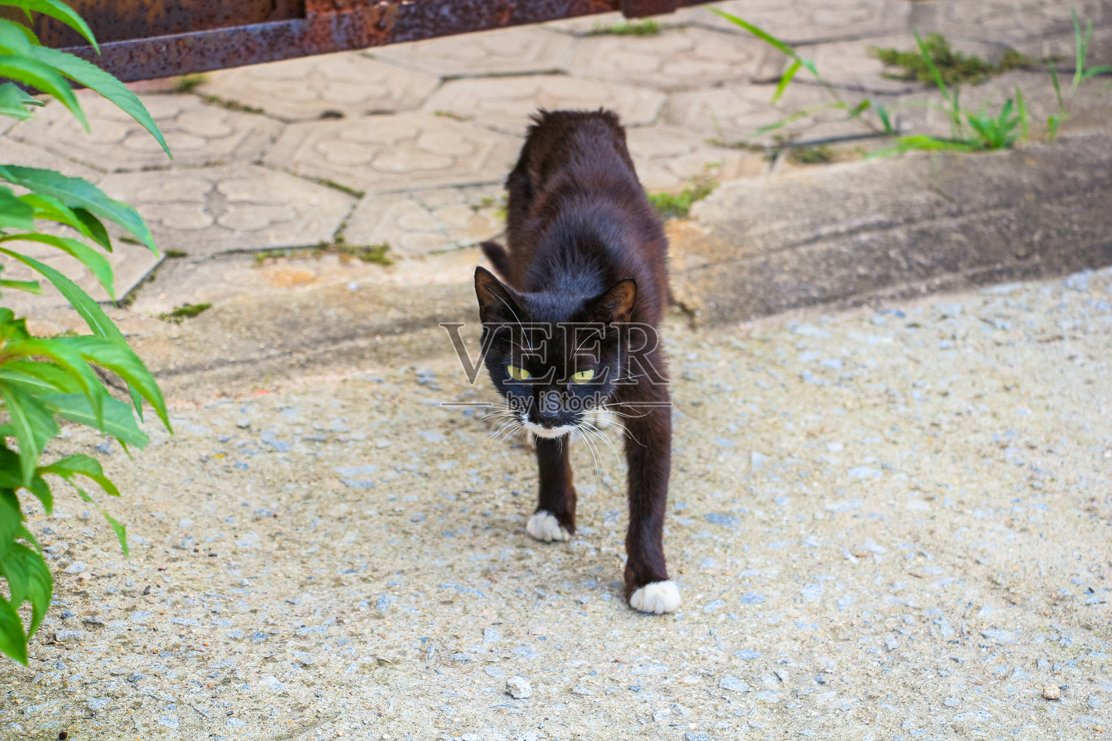 黑色可爱的猫在院子里照片摄影图片