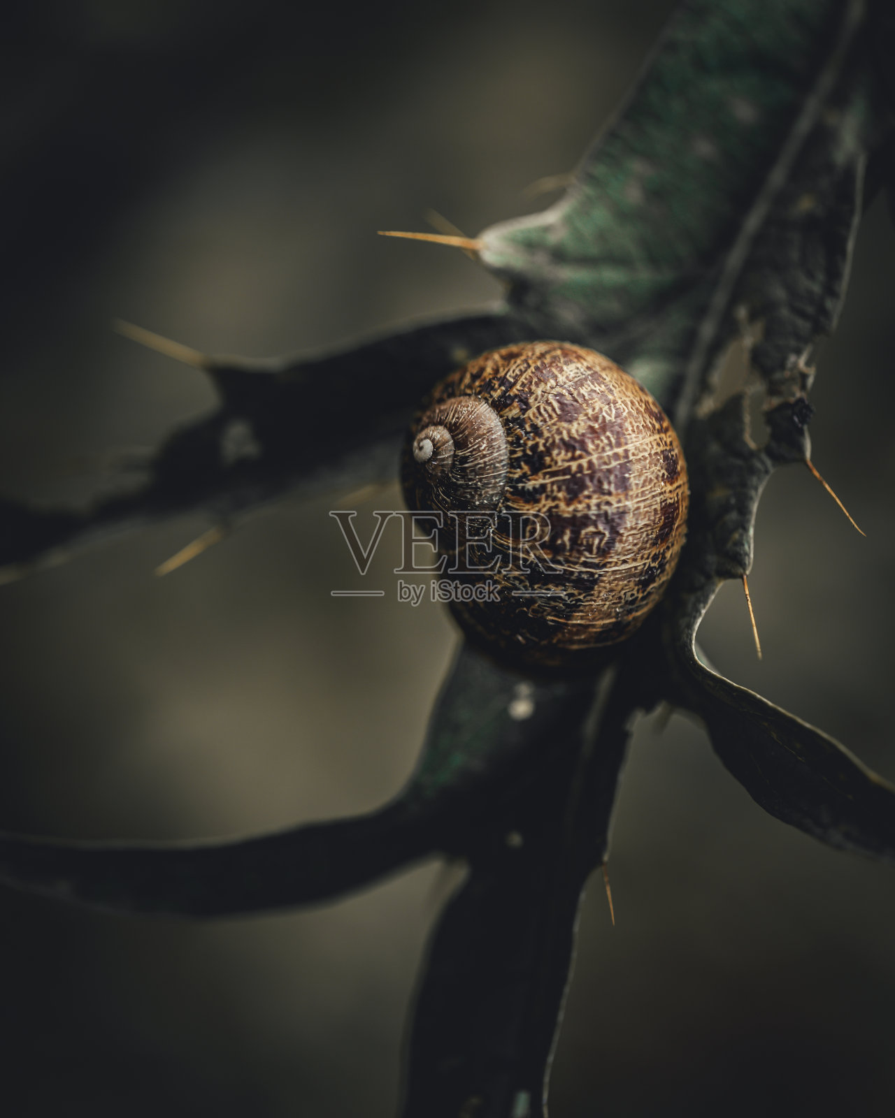 蜗牛在树叶上爬行的选择性聚焦镜头照片摄影图片