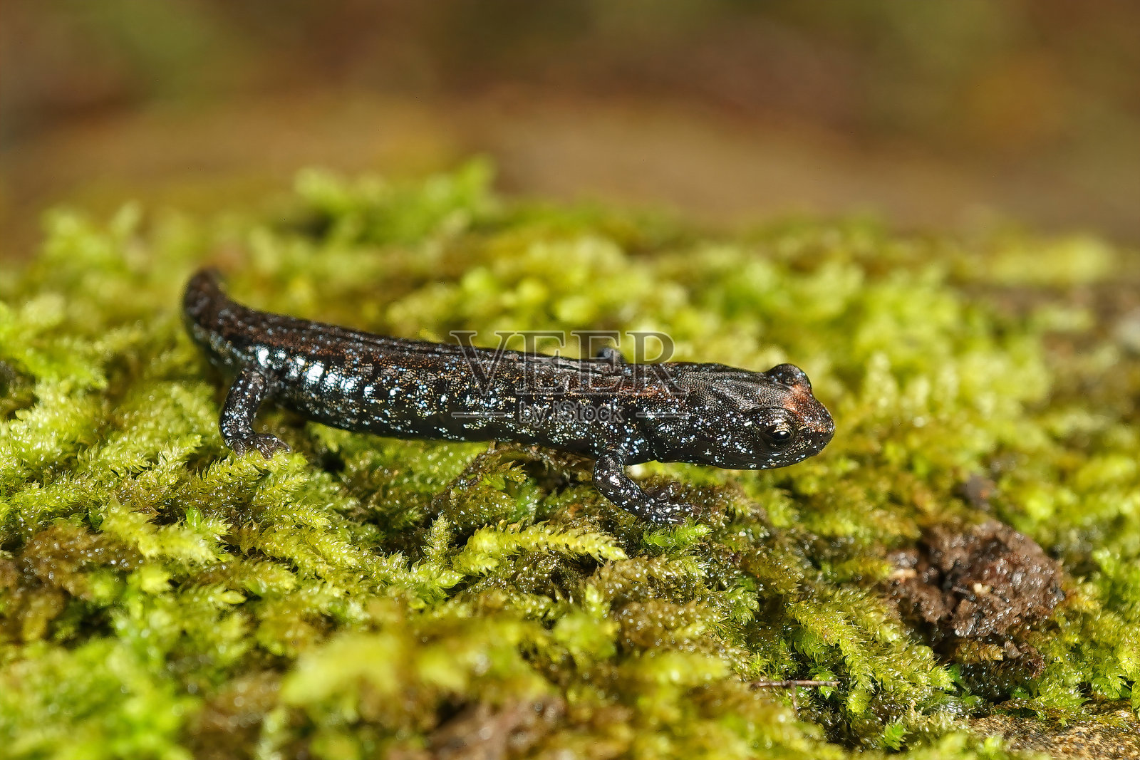 这是一只幼年斑点云纹蝾螈,在绿色苔藓上摆姿势。照片摄影图片