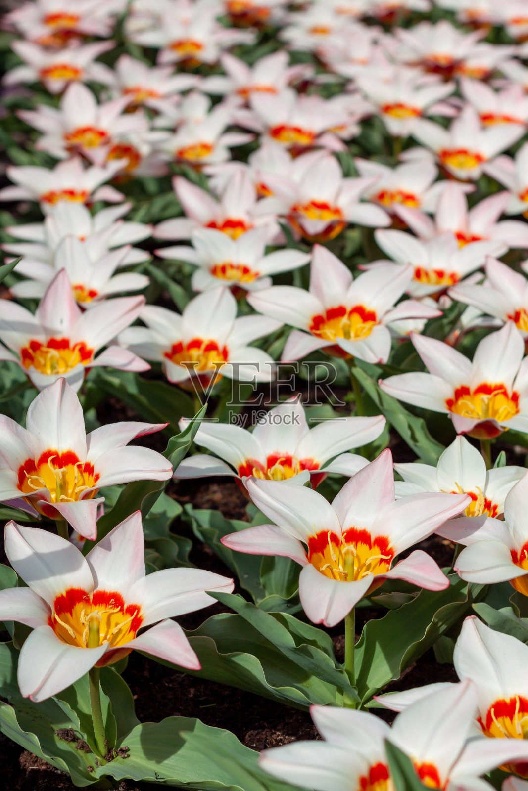 花园里五颜六色的郁金香的特写镜头照片摄影图片