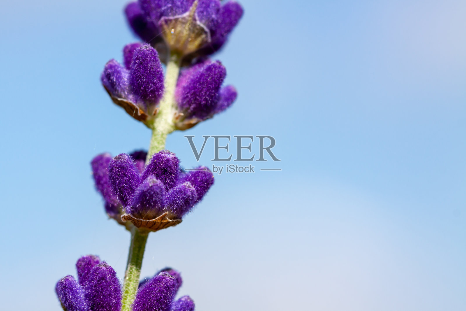 特写镜头的一个美丽的盛开的薰衣草在蓝色的天空背景照片摄影图片