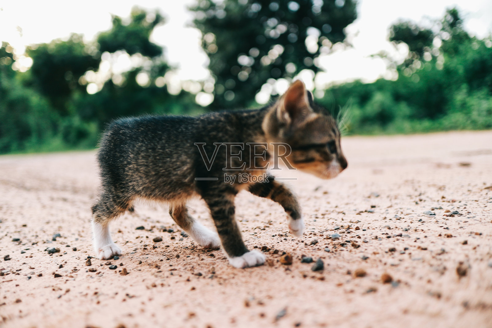 可爱的新生猫咪照片摄影图片
