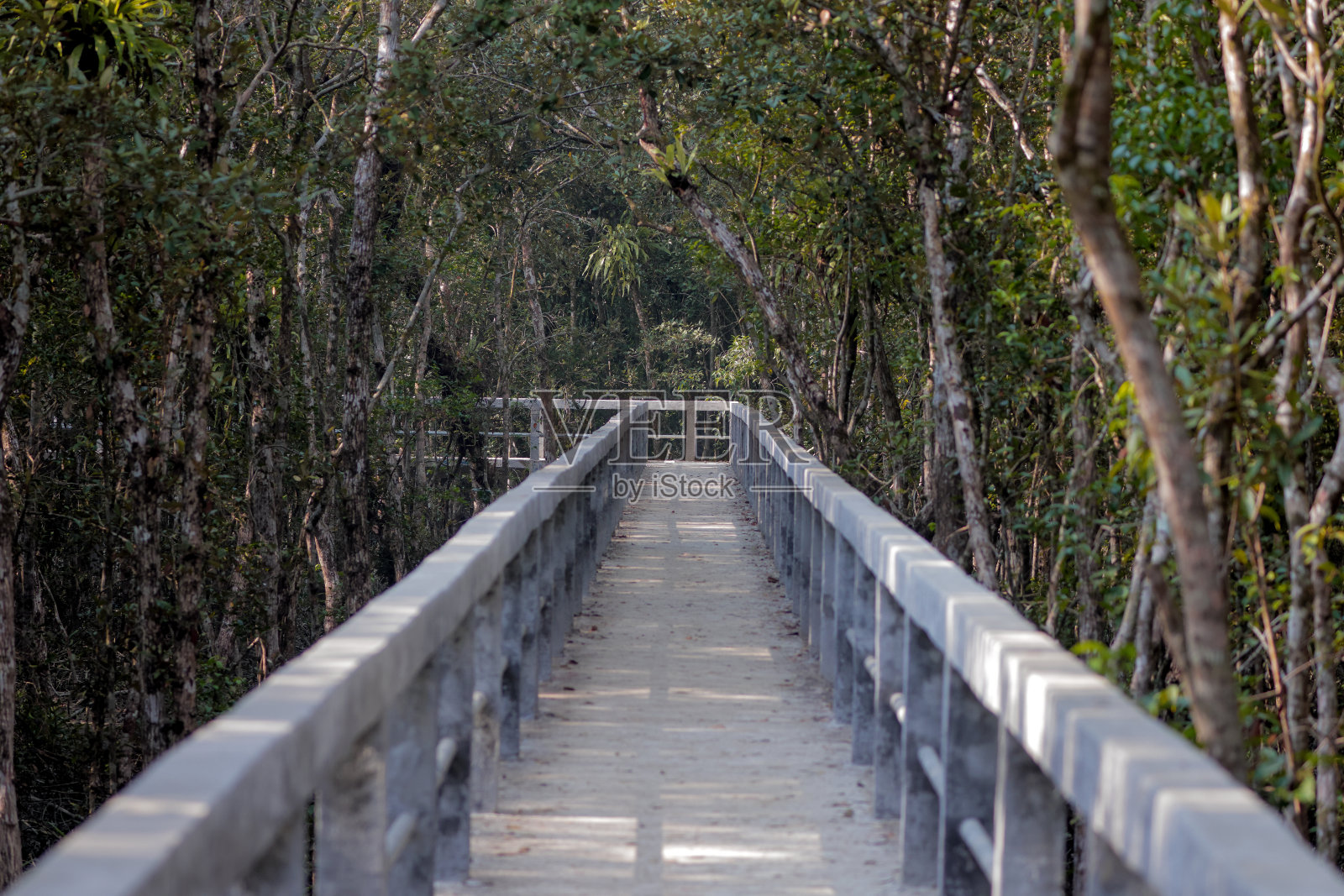 andharmanik生态旅游中心红树林的小径。照片摄影图片