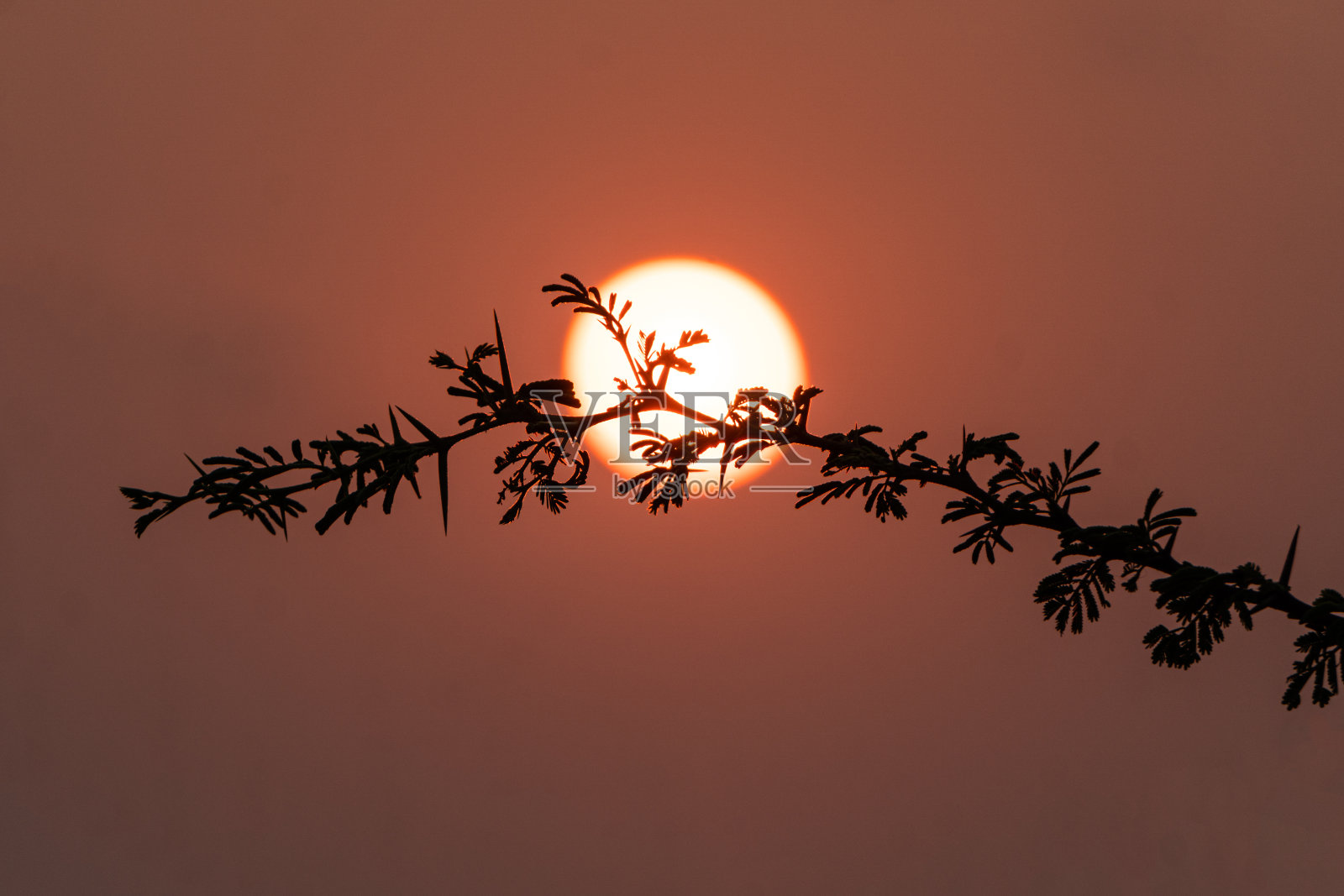 树枝映衬着美丽的夕阳照片摄影图片