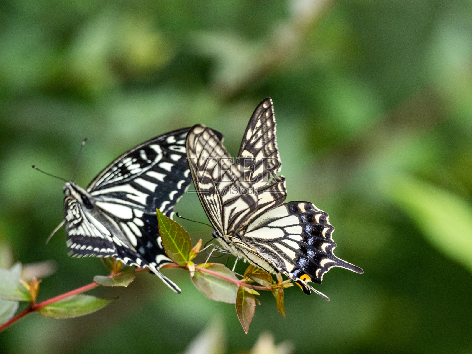 美丽的中国黄燕尾蝶(Papilio xuthus)坐在植物上的特写照片摄影图片