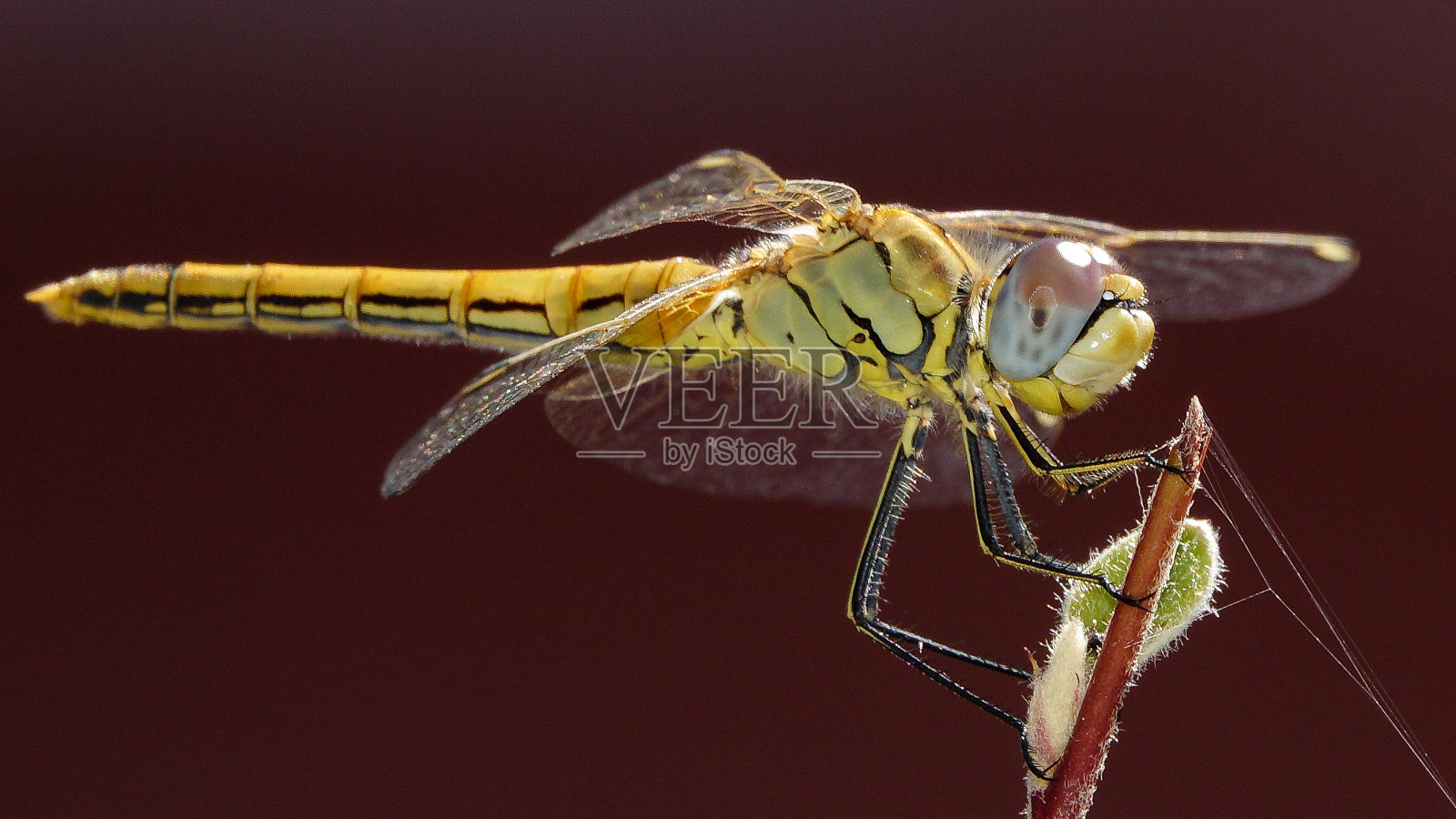 深棕色背景下的黄色蜻蜓照片摄影图片