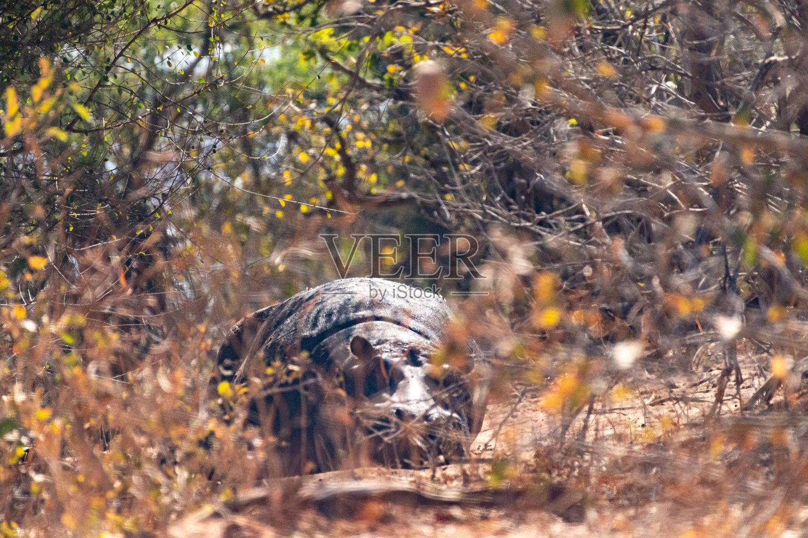 河马藏在灌木丛里照片摄影图片