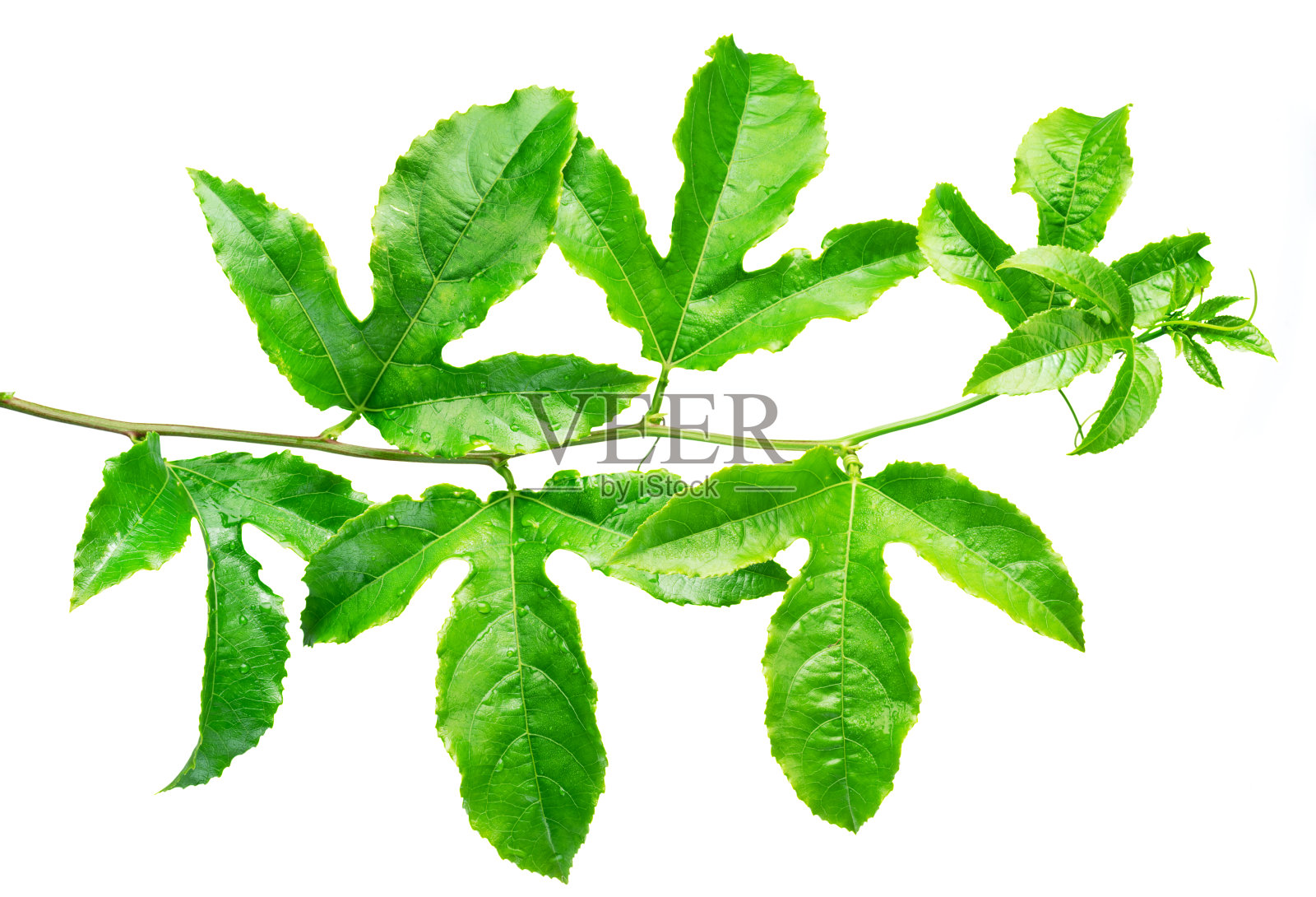 白色背景的百香果或马拉果嫩枝。剪切路径。照片摄影图片