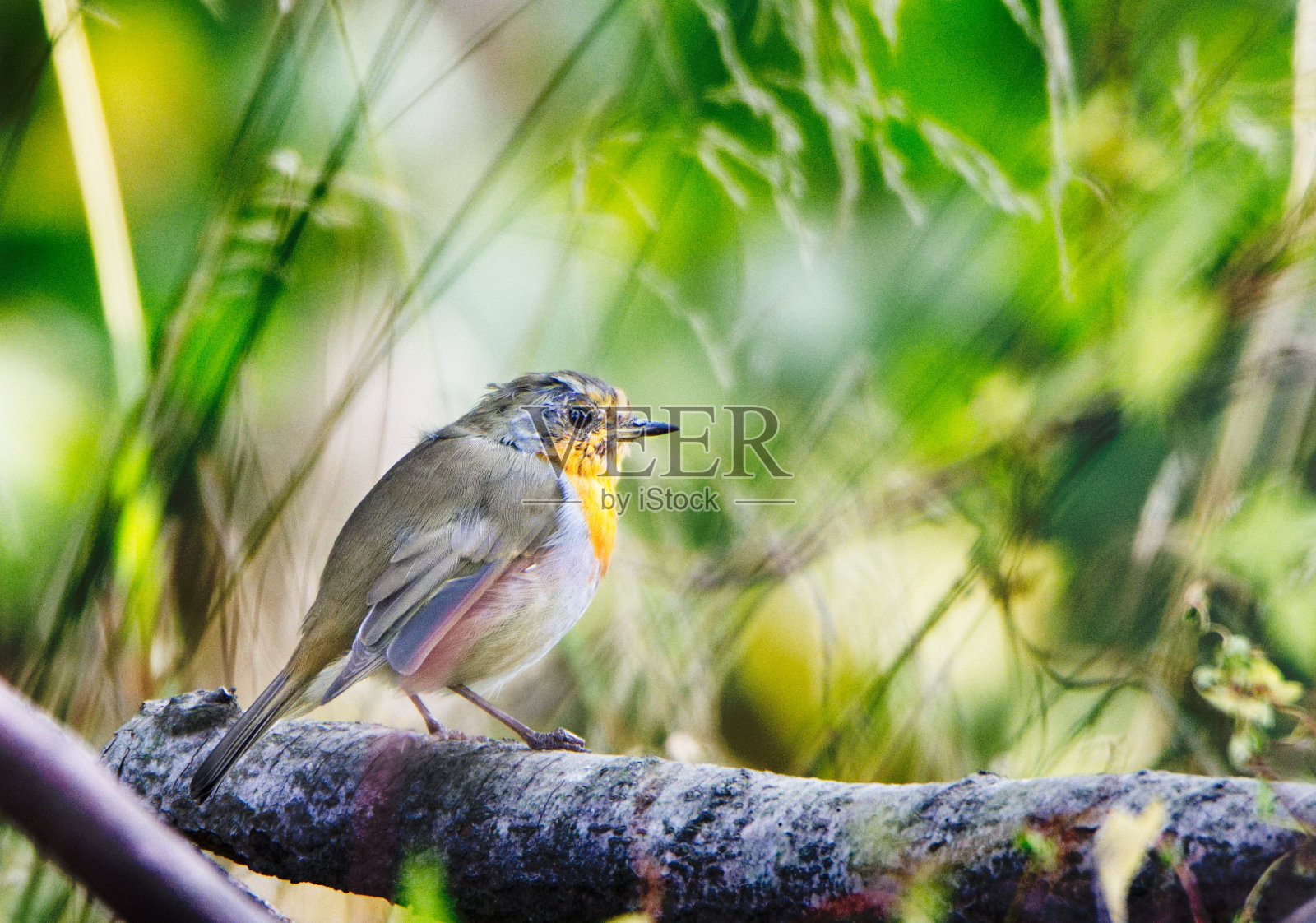 正在蜕皮的欧洲知更鸟(Erithacus rubecula)栖息在一些草地之间照片摄影图片