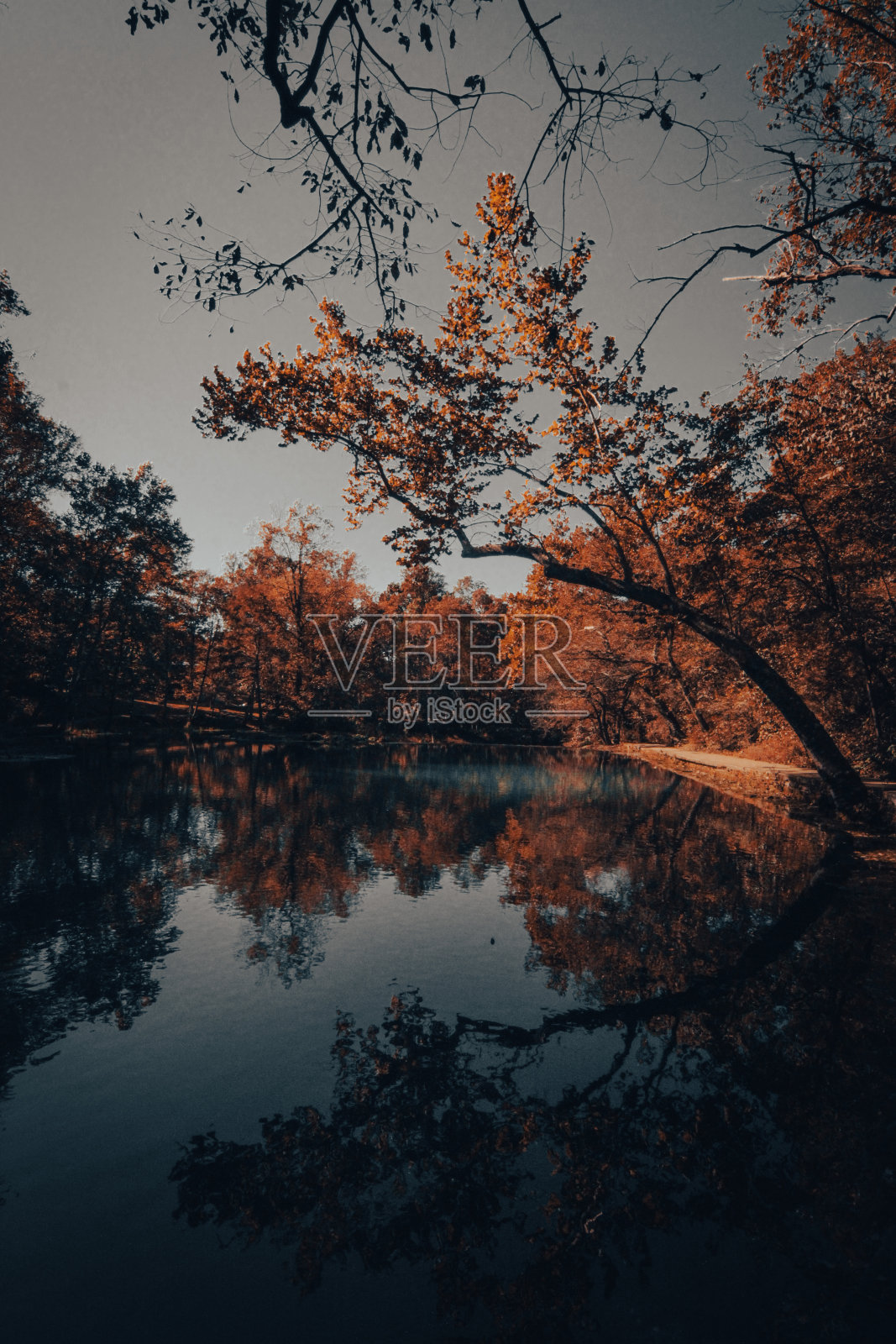 垂直拍摄秋天阳光下被树木包围的池塘照片摄影图片