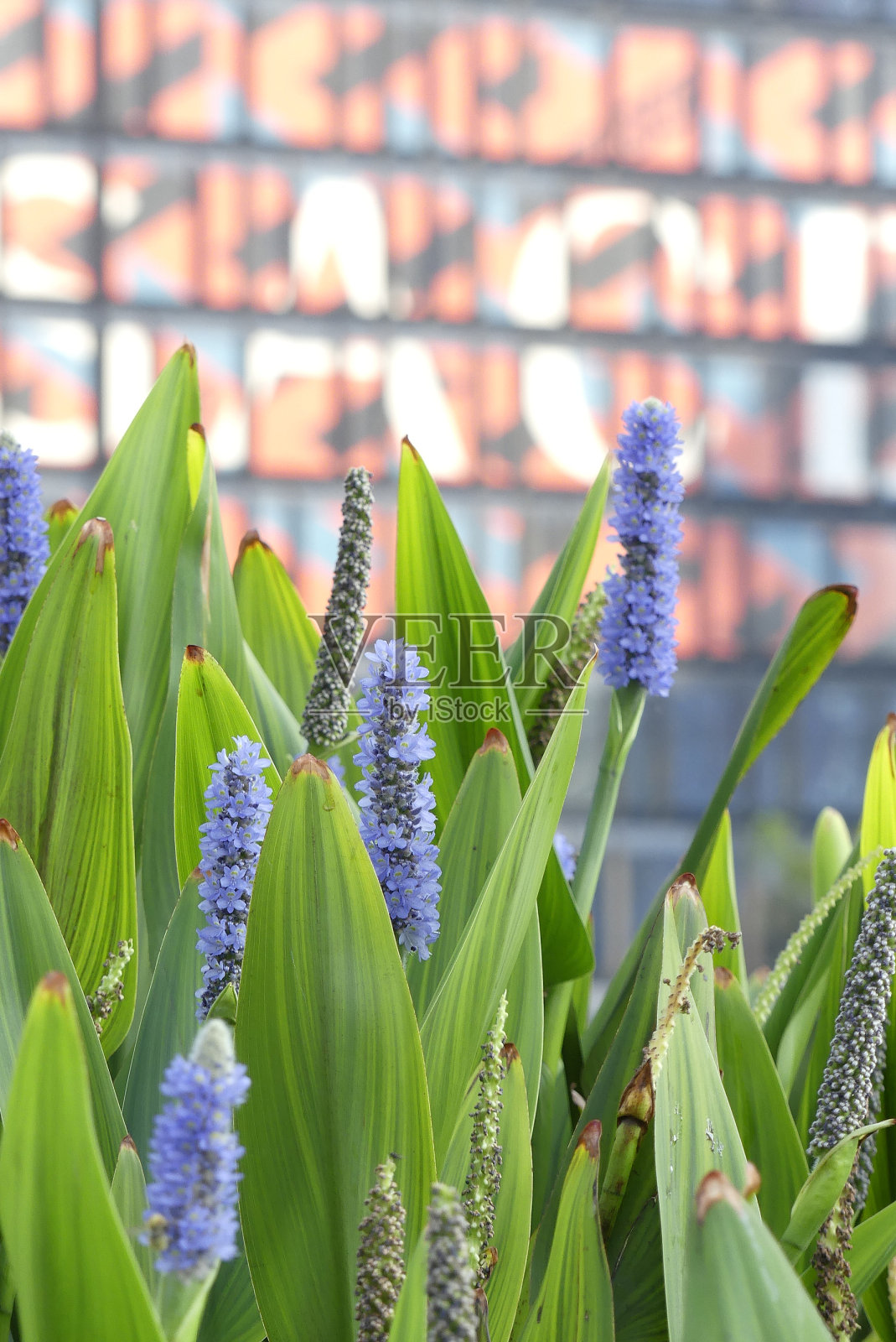 花有蓝色的花照片摄影图片