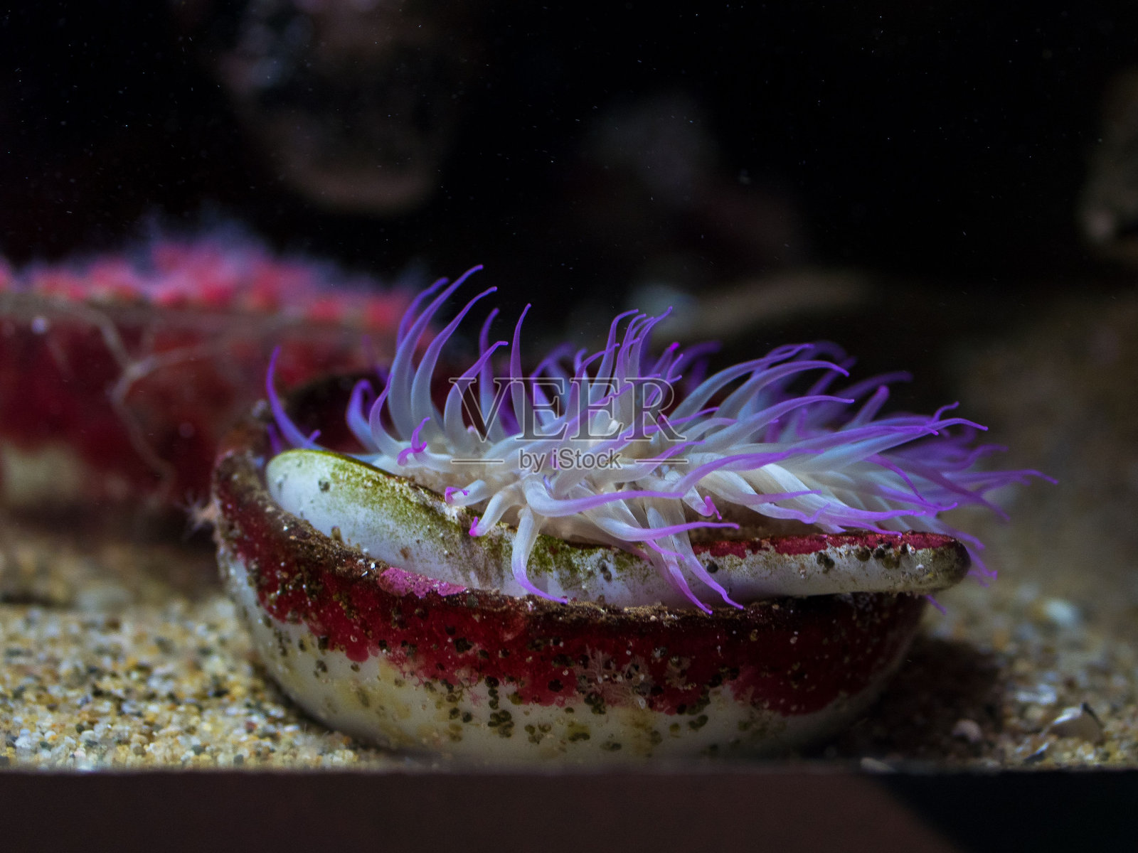 在水族馆里的地中海蛇锁海葵(Anemonia sulcata)的特写照片摄影图片