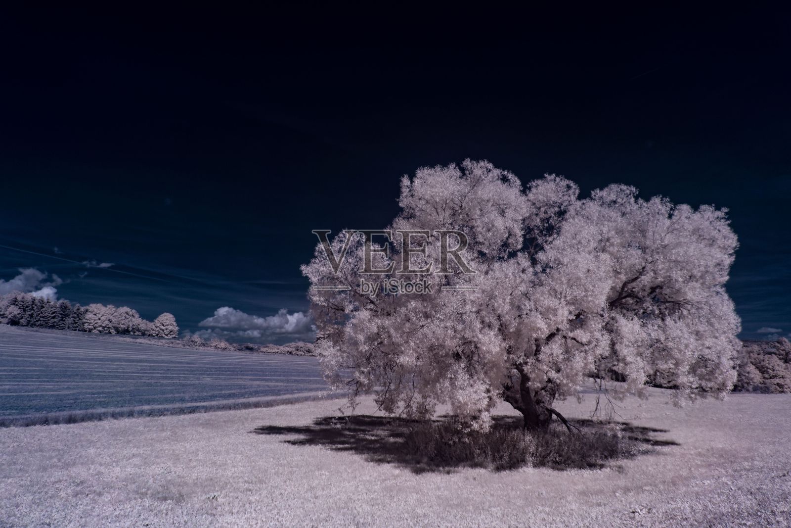 树木环绕的田野鸟瞰图照片摄影图片