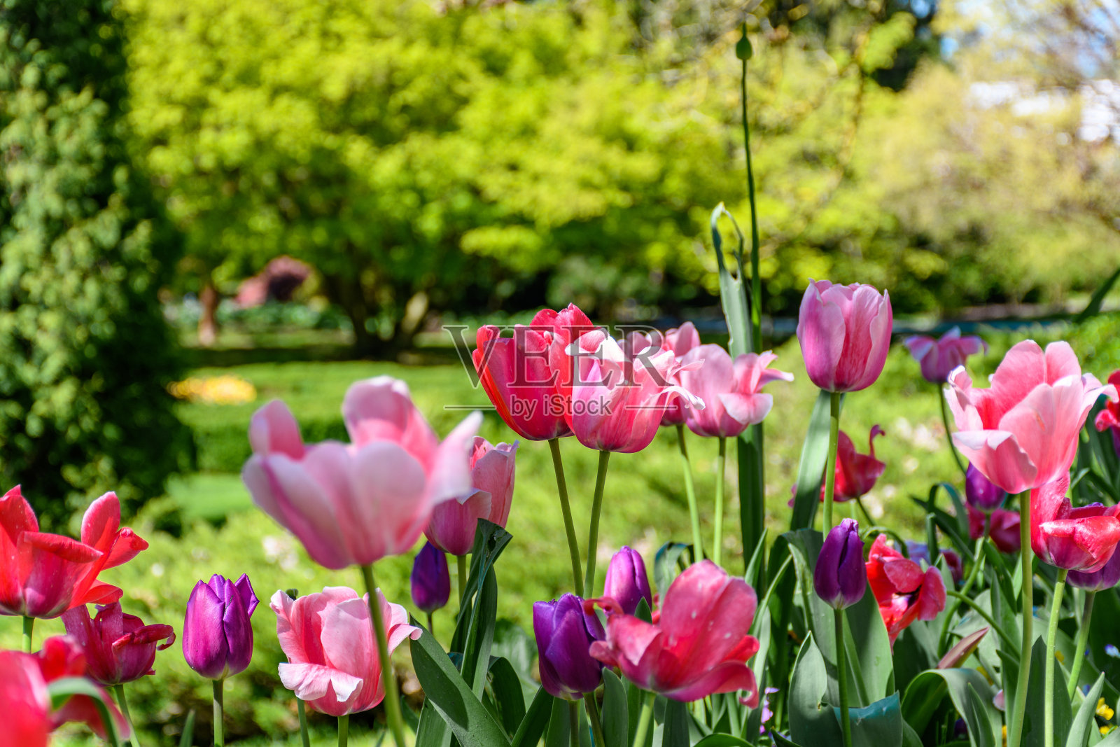 白天户外美丽的郁金香特写照片摄影图片