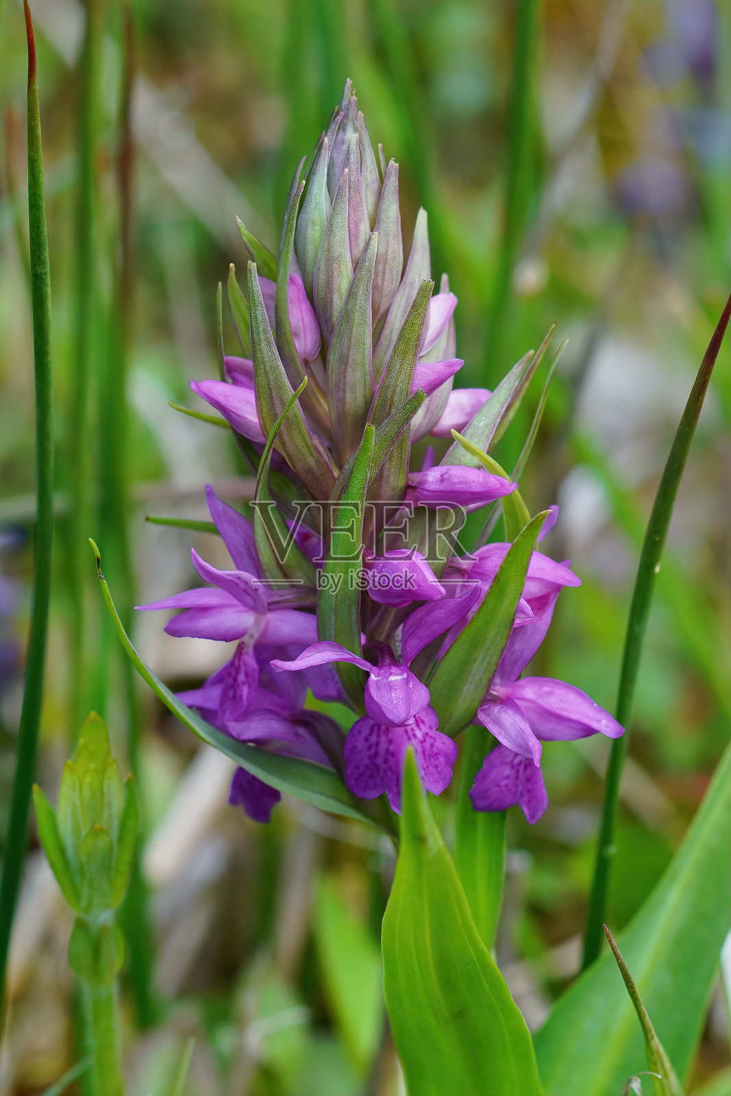特写,垂直拍摄的阔叶沼泽兰花照片摄影图片
