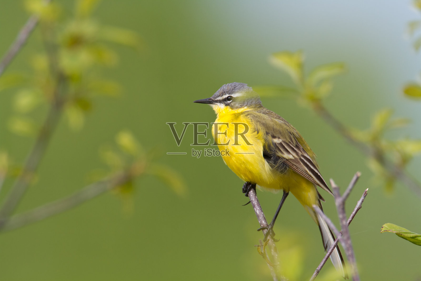 鸟-黄色Wagtail在绿色草地上,波兰欧洲照片摄影图片