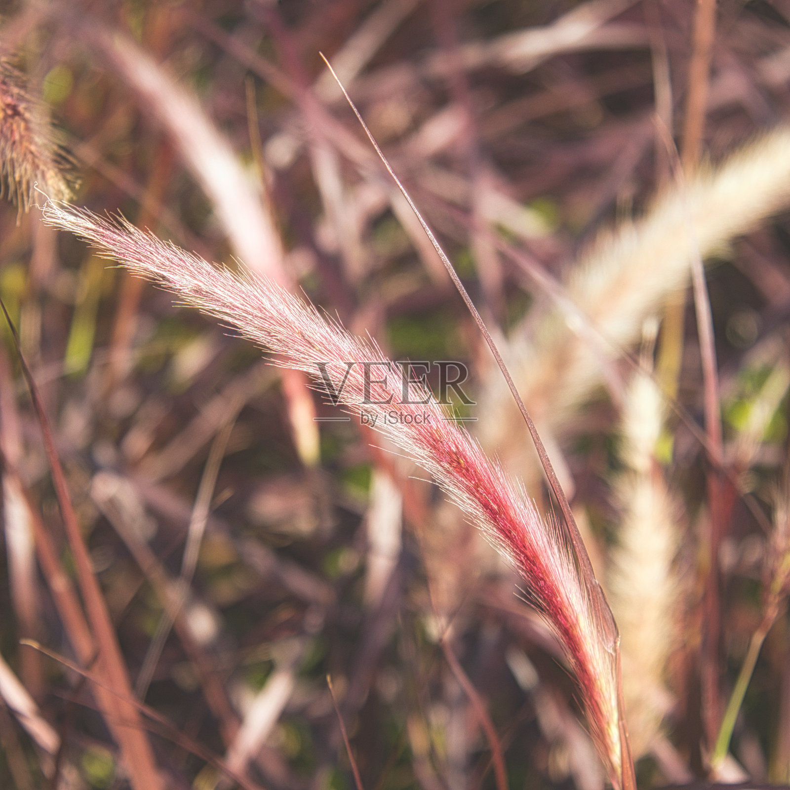 垂直拍摄的红色羊茅草在阳光下照片摄影图片