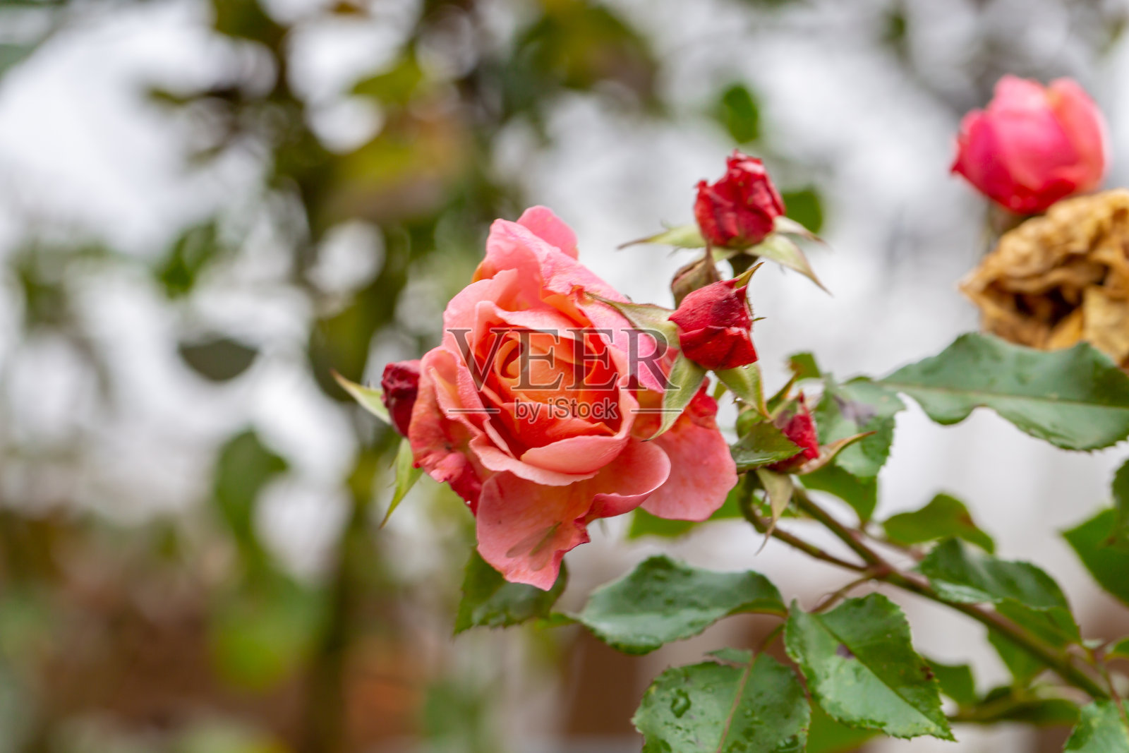 玫瑰花蕾被初秋的霜冻击中照片摄影图片